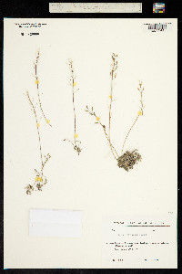 Draba hispida image