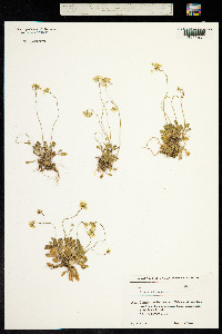 Draba hispida image