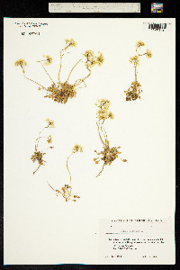 Draba hispida image