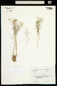 Draba hispida image