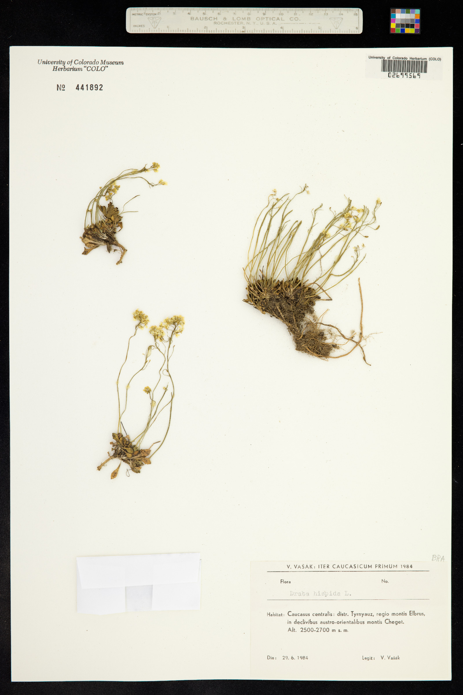 Draba hispida image