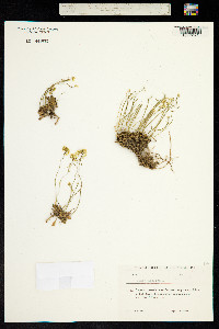 Draba hispida image