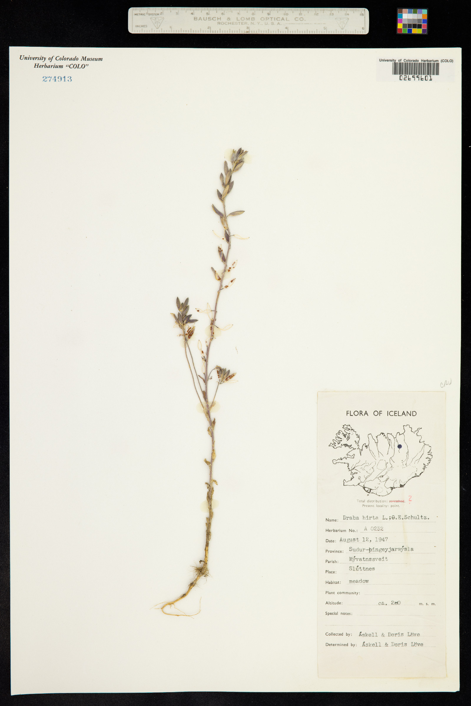 Draba glabella image