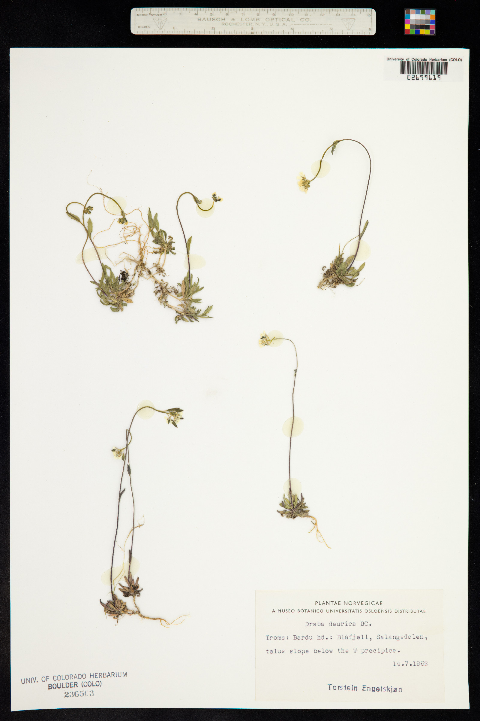 Draba glabella image