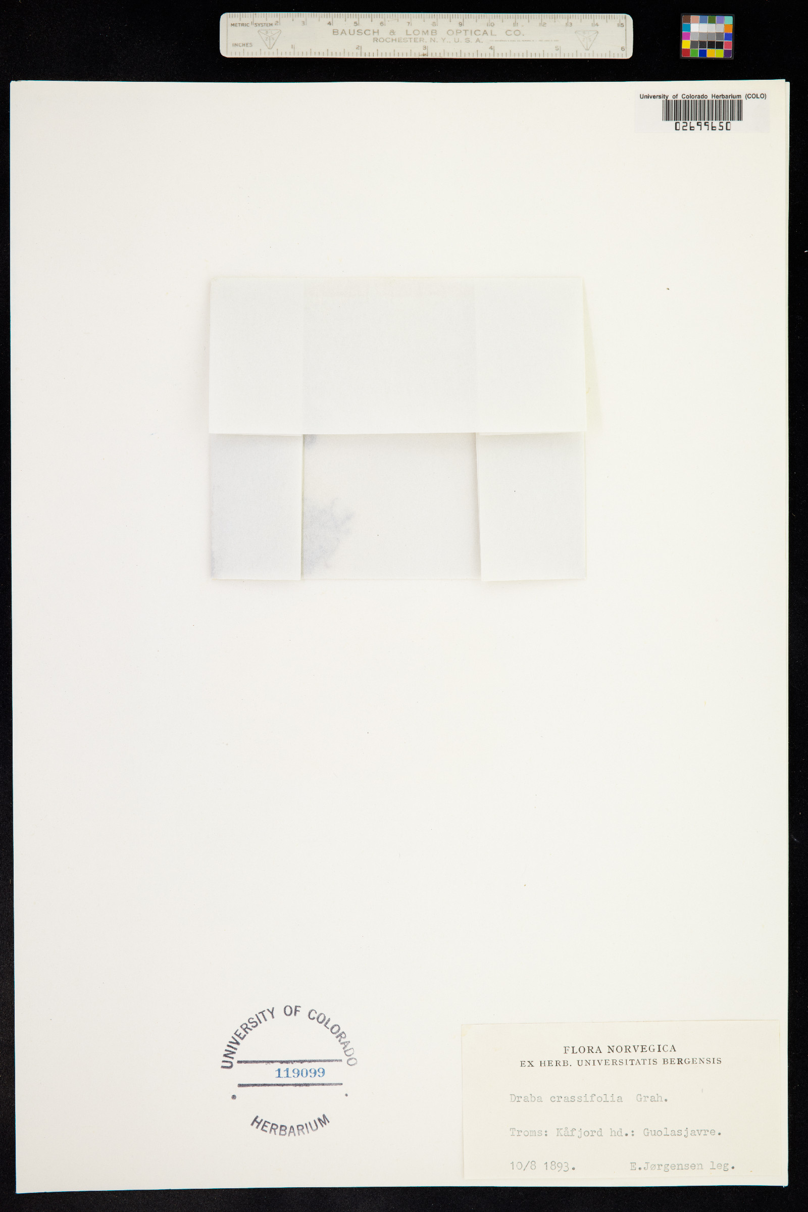 Draba crassifolia image