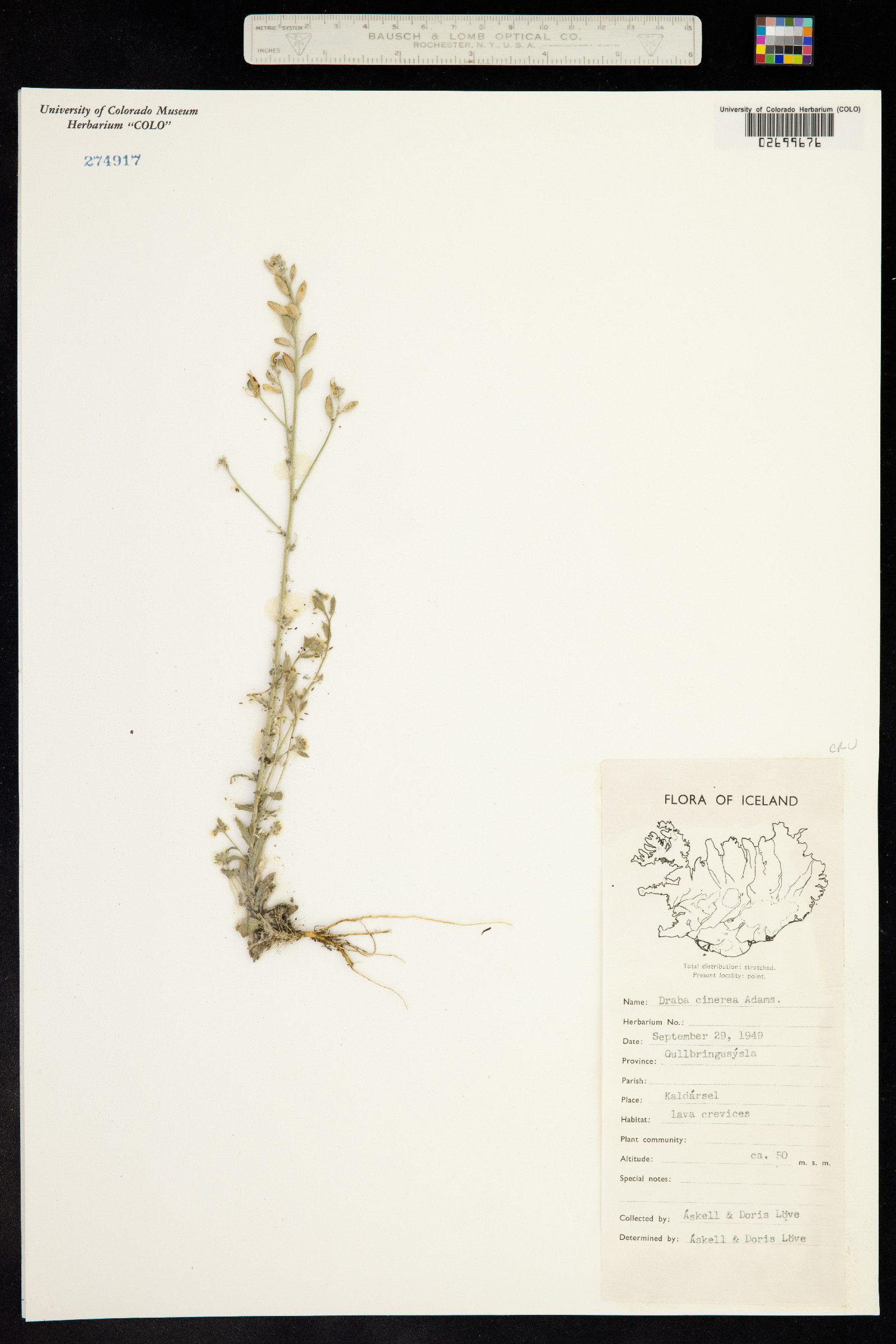 Draba cinerea image