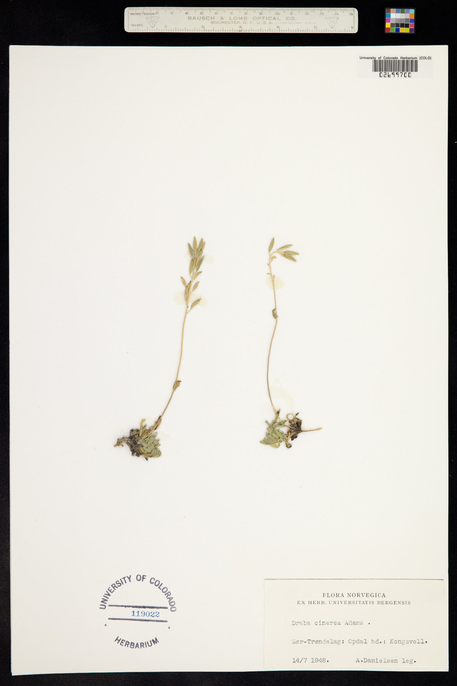 Draba cinerea image