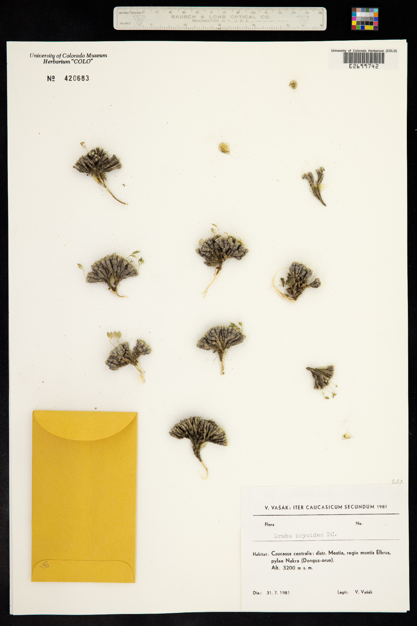 Draba bryoides image