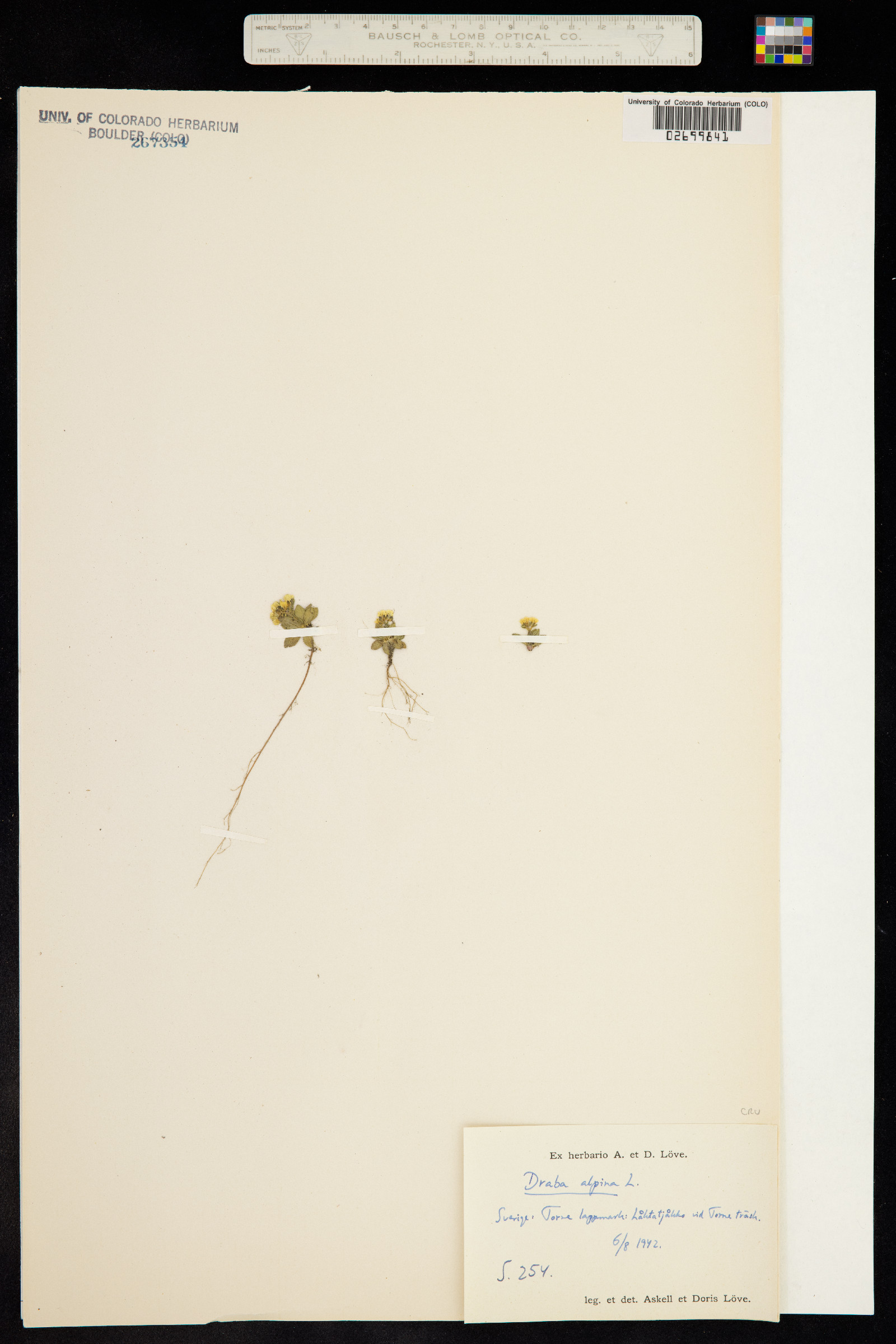 Draba alpina image