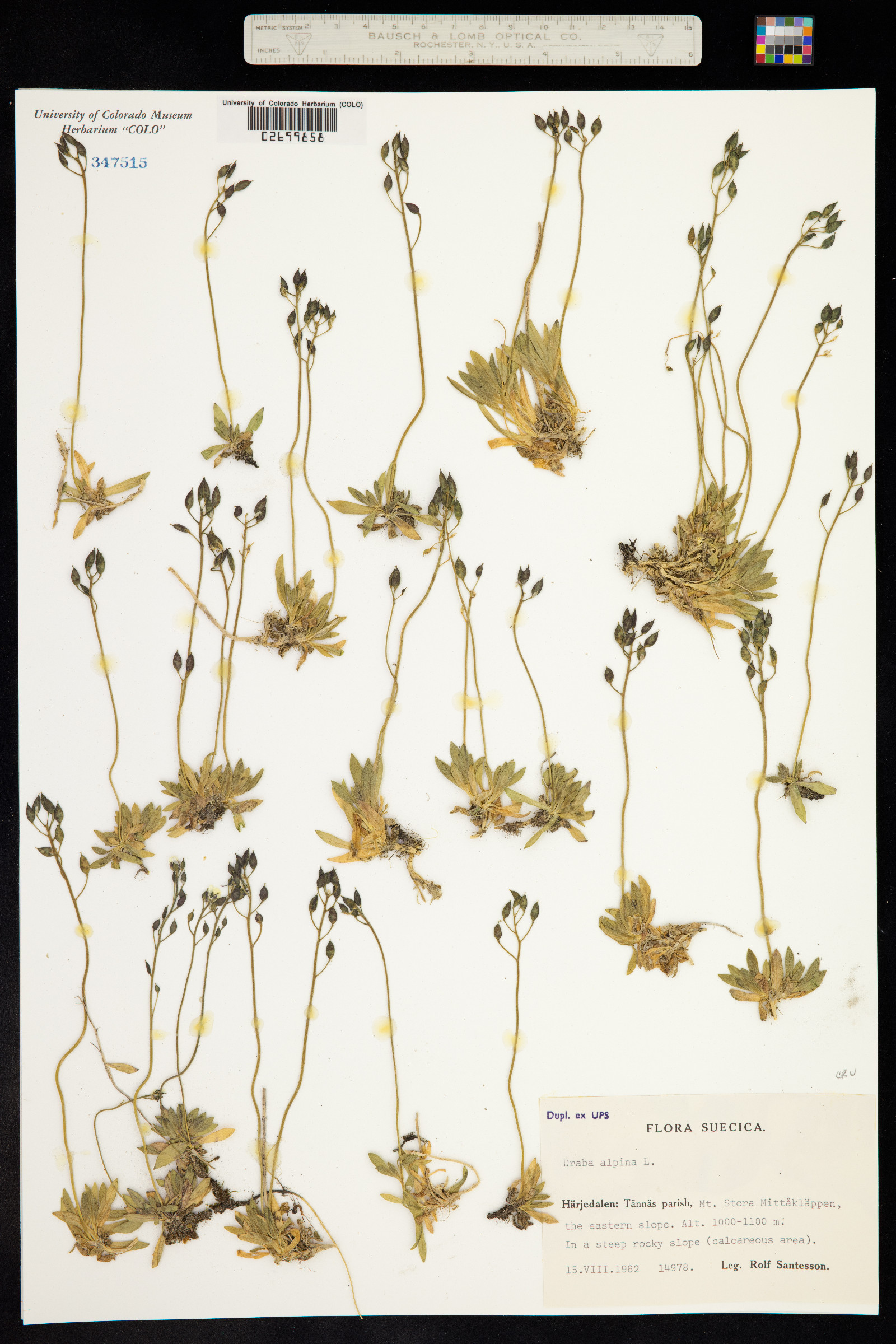 Draba image