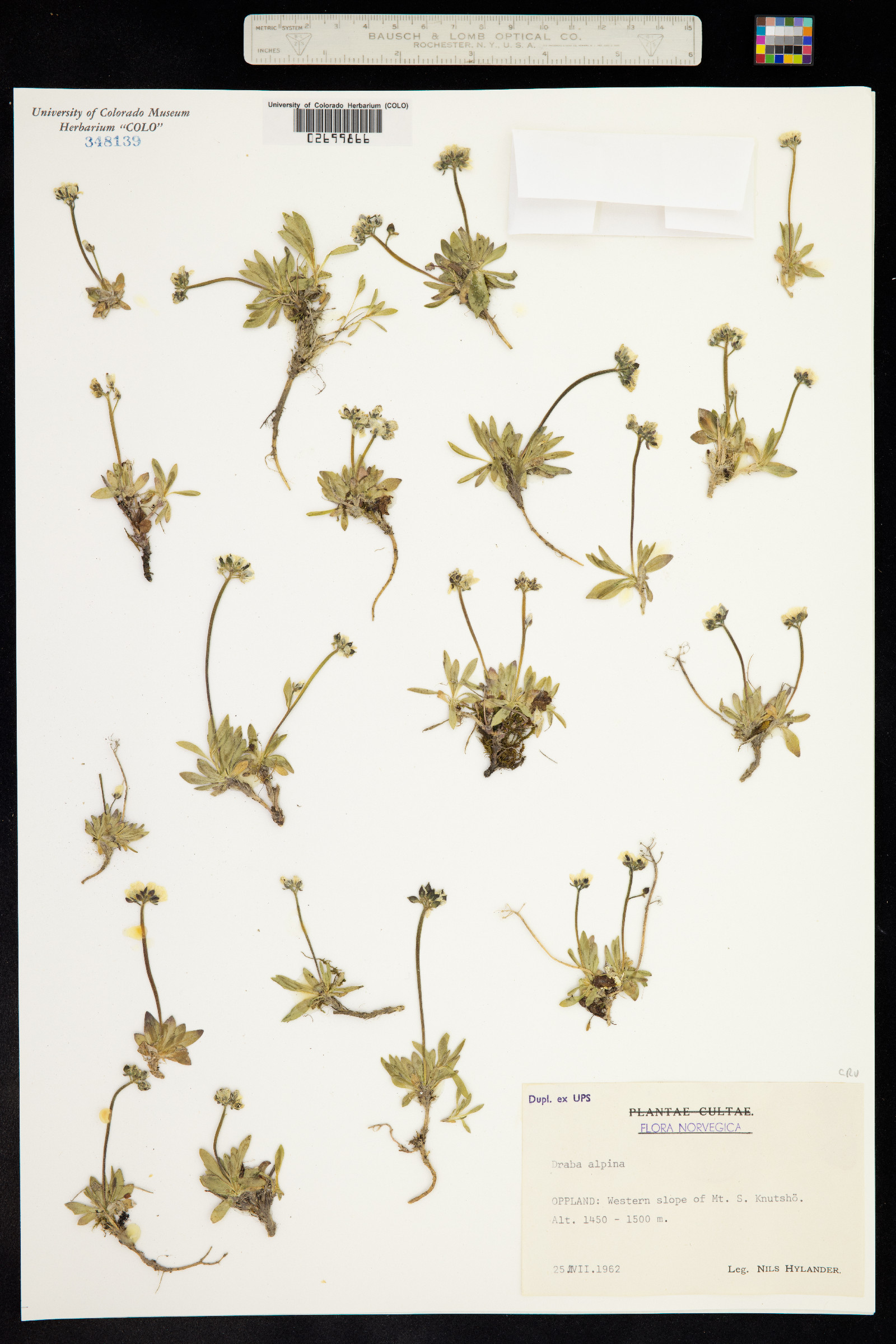 Draba alpina image