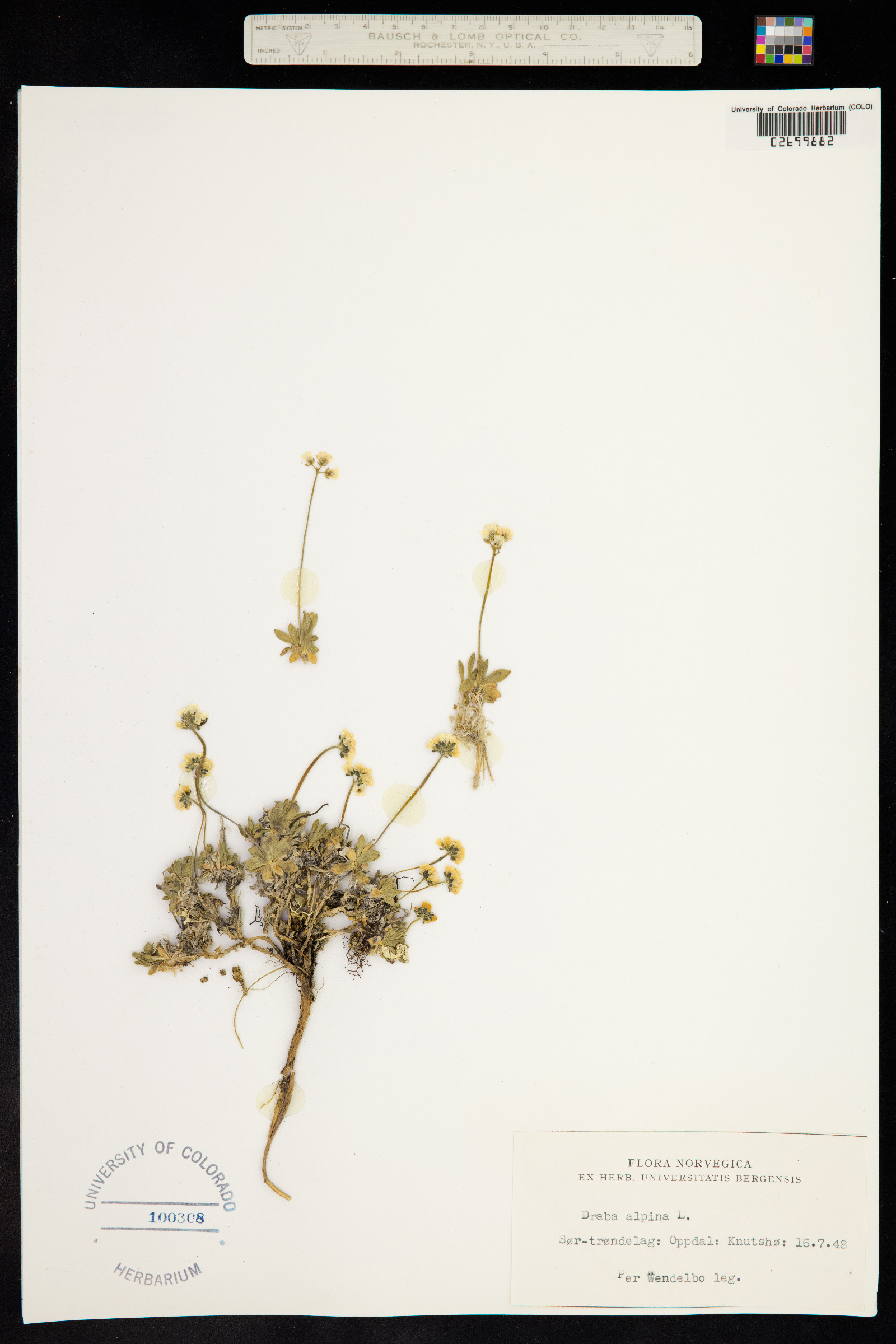 Draba alpina image