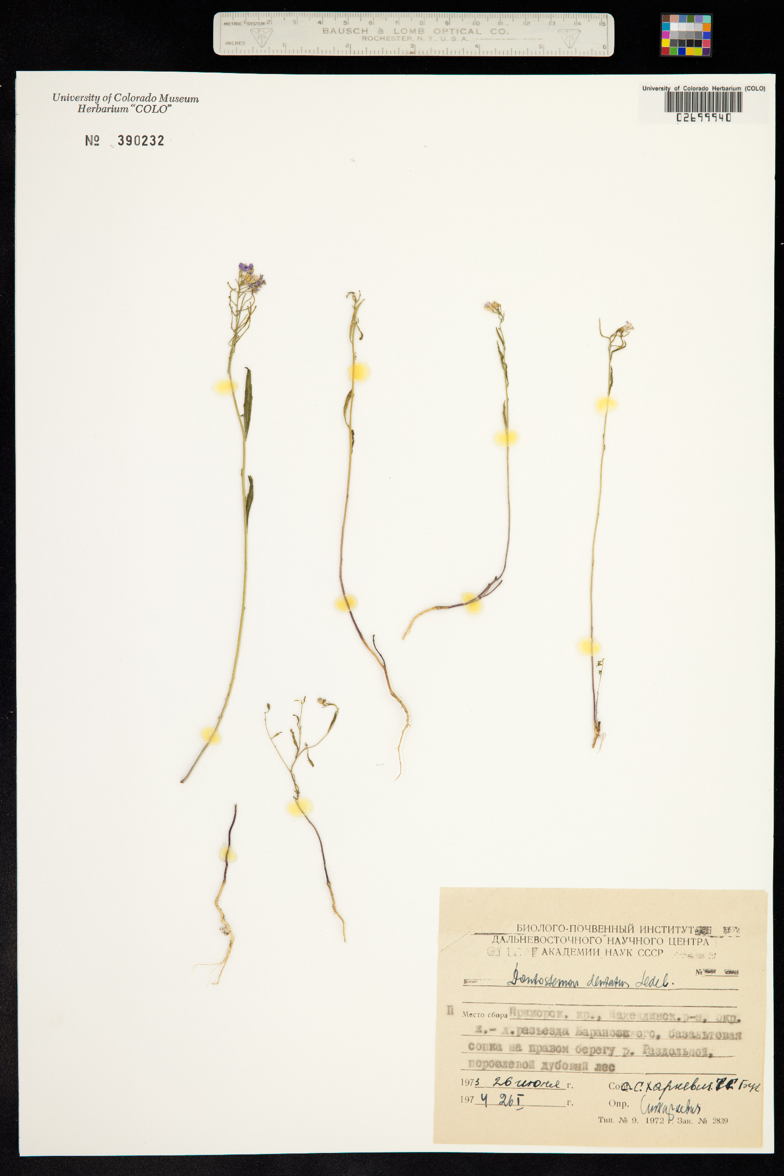 Dontostemon dentatus image