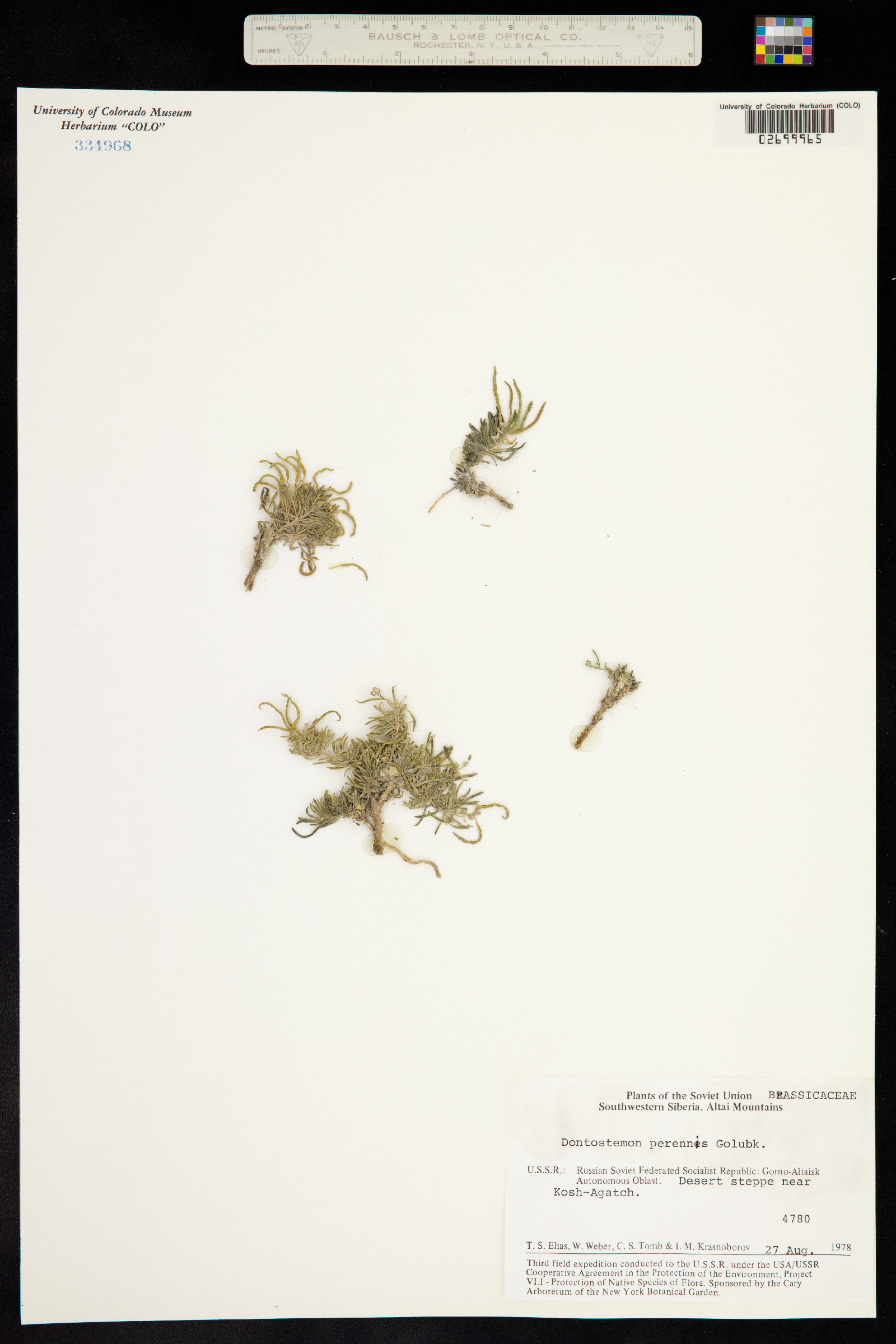 Dontostemon perennis image