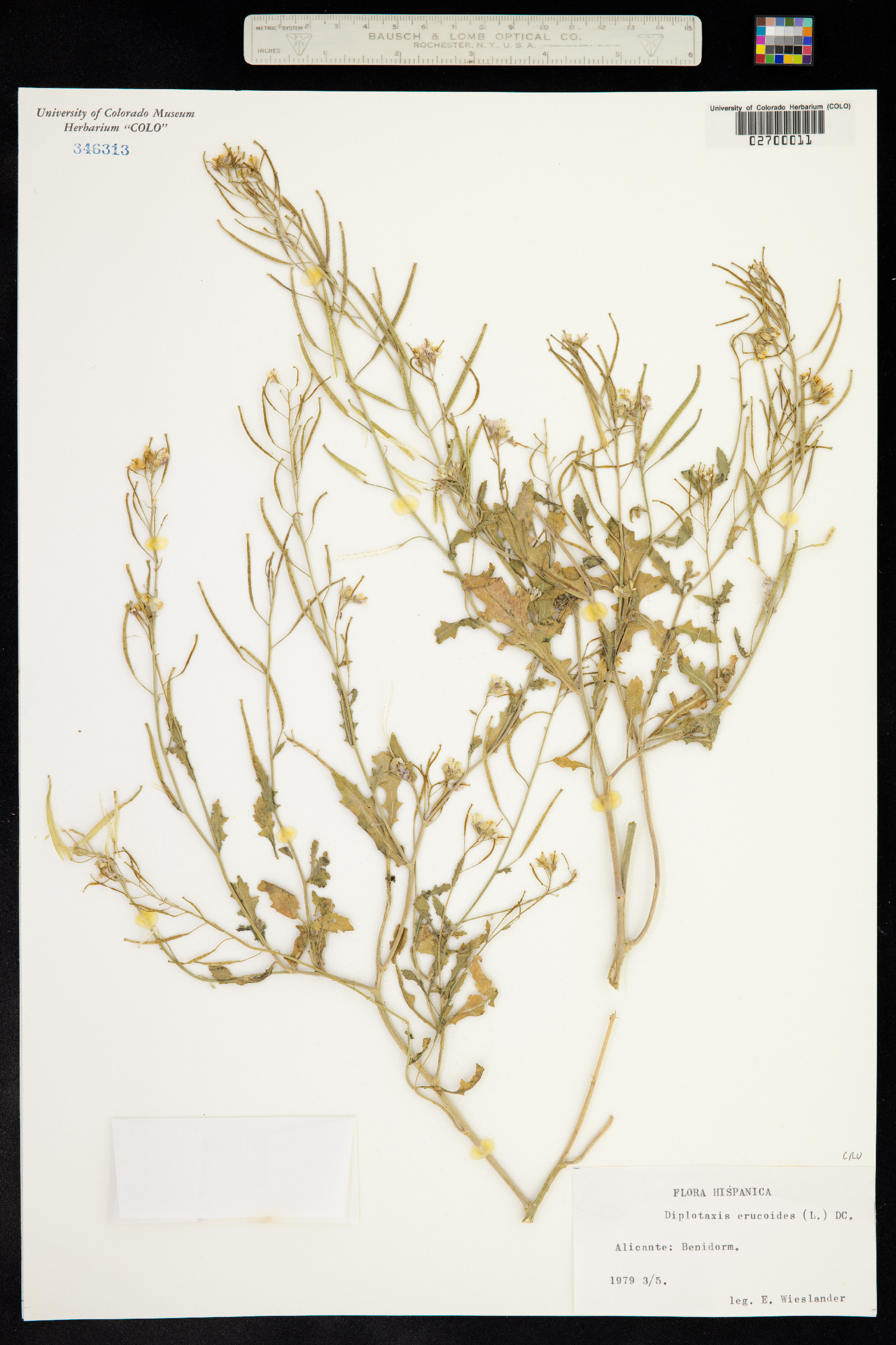 Diplotaxis erucoides image
