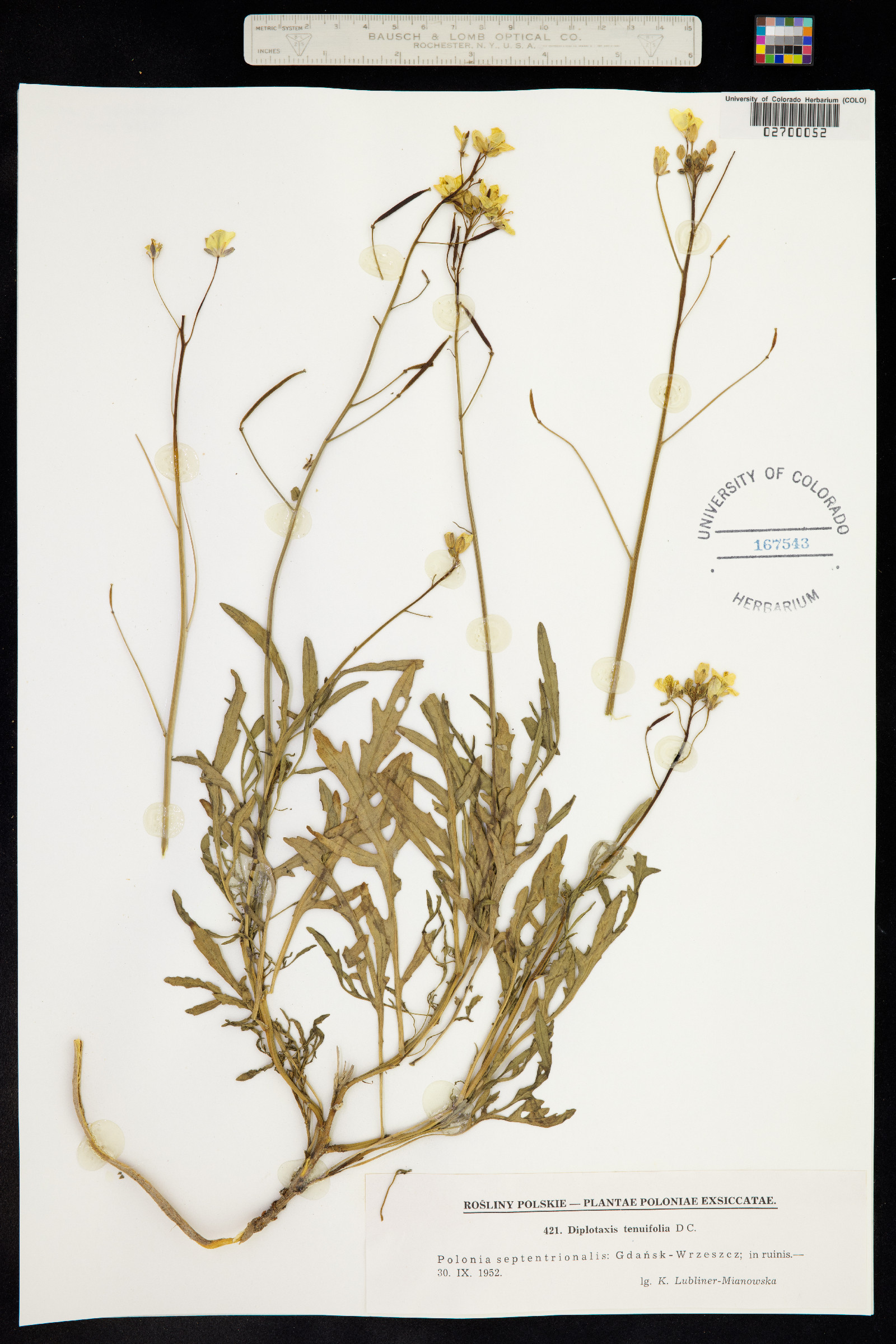 Diplotaxis tenuifolia image