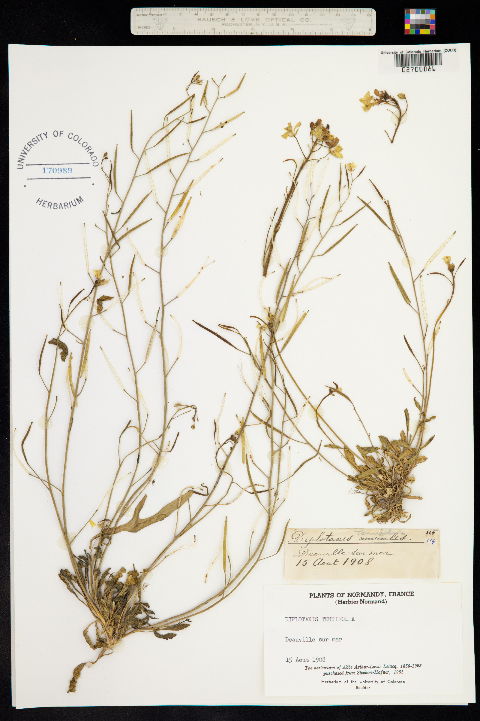 Diplotaxis tenuifolia image