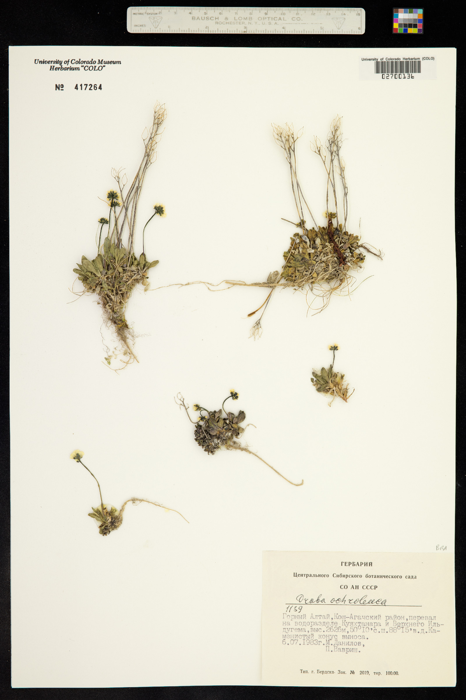 Draba ochroleuca image