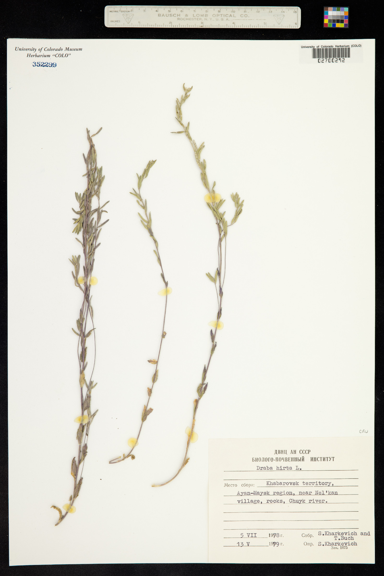 Draba hirta image