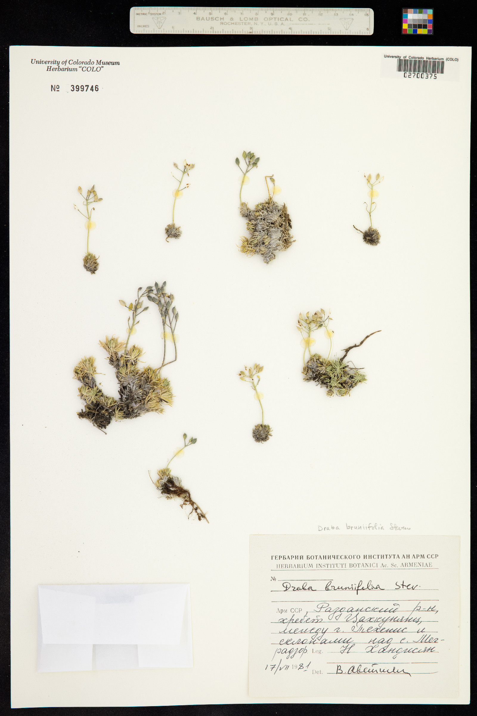 Draba bruniifolia image