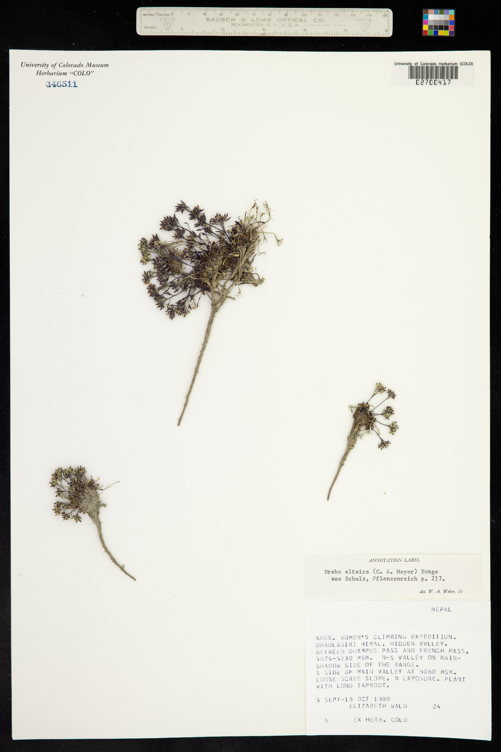 Draba altaica image