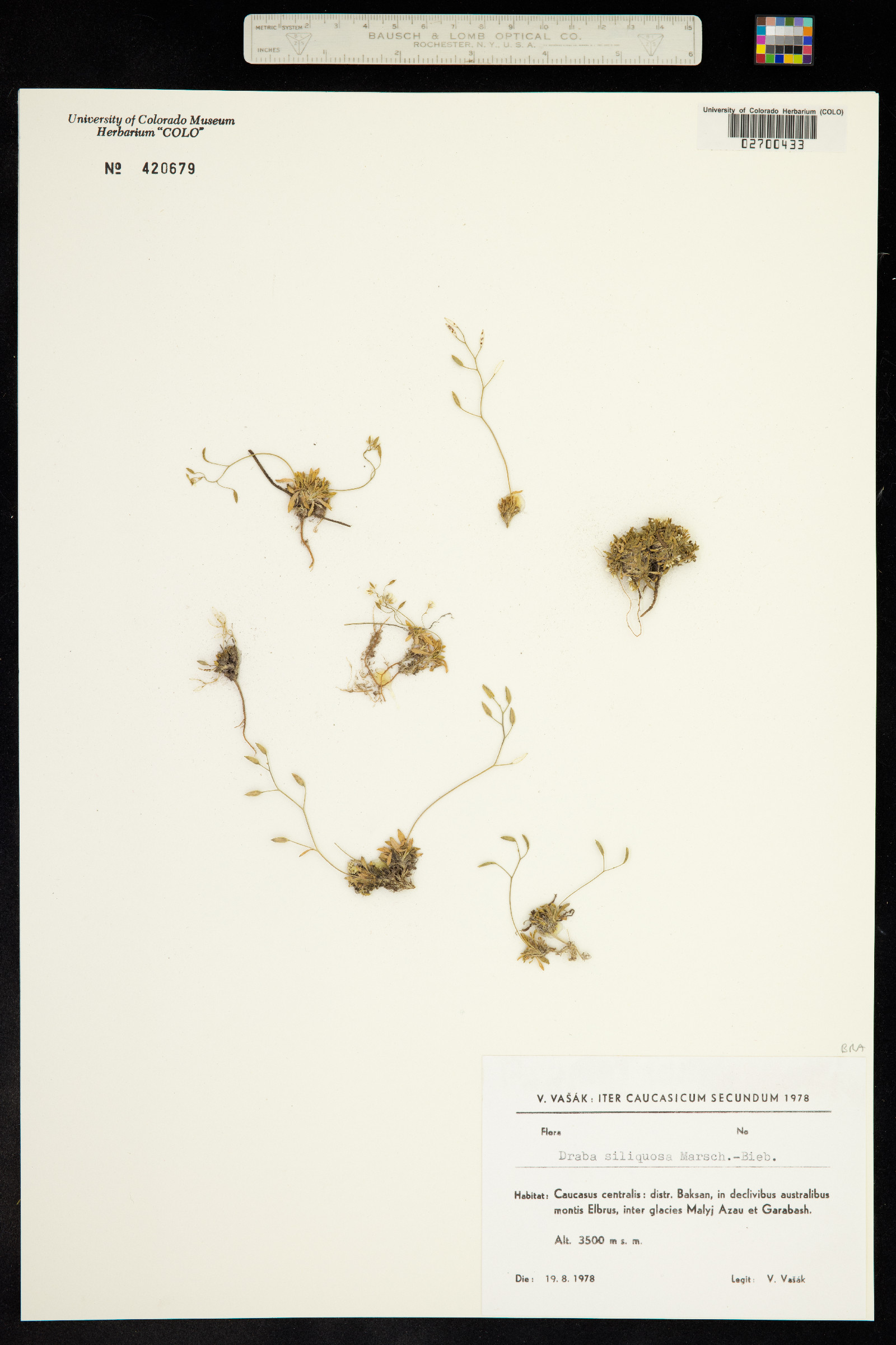 Draba siliquosa image
