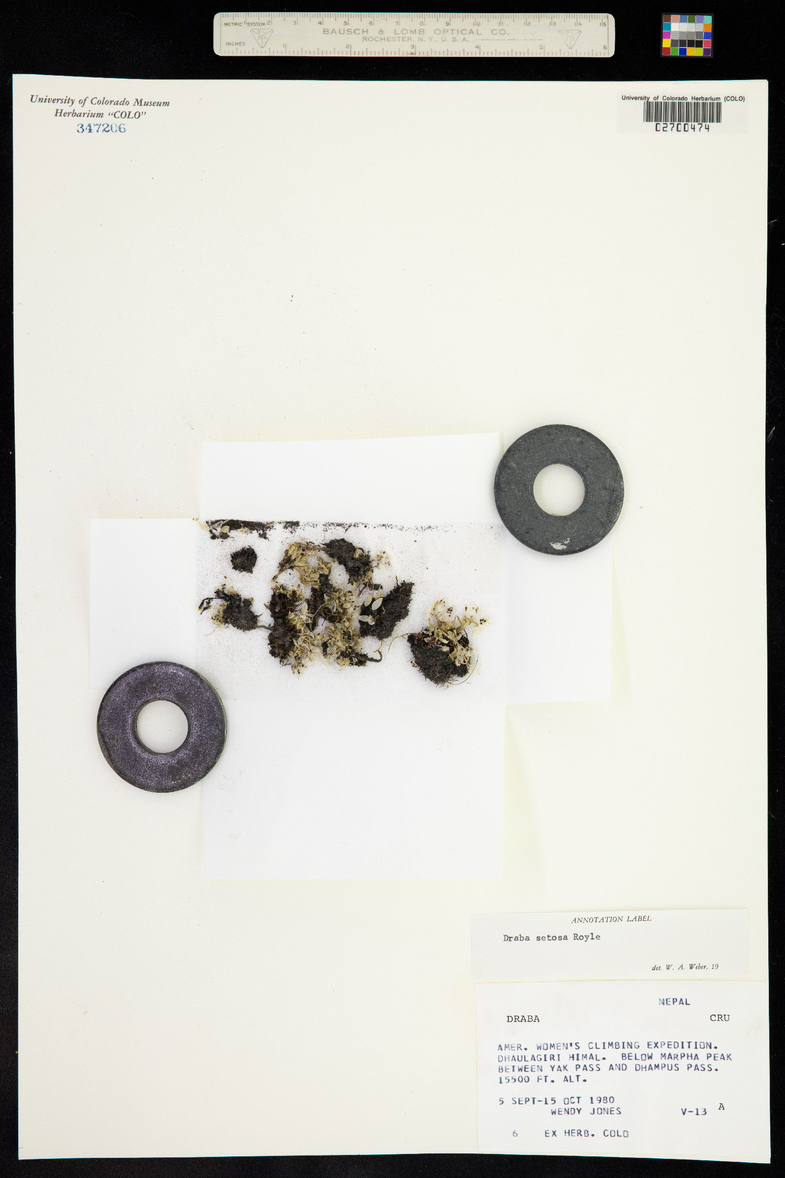 Draba image