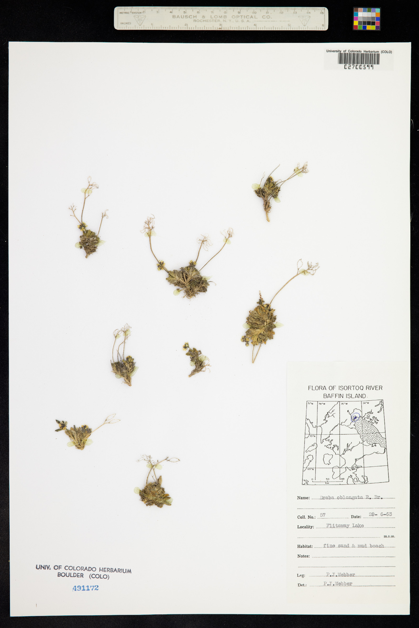 Draba oblongata image