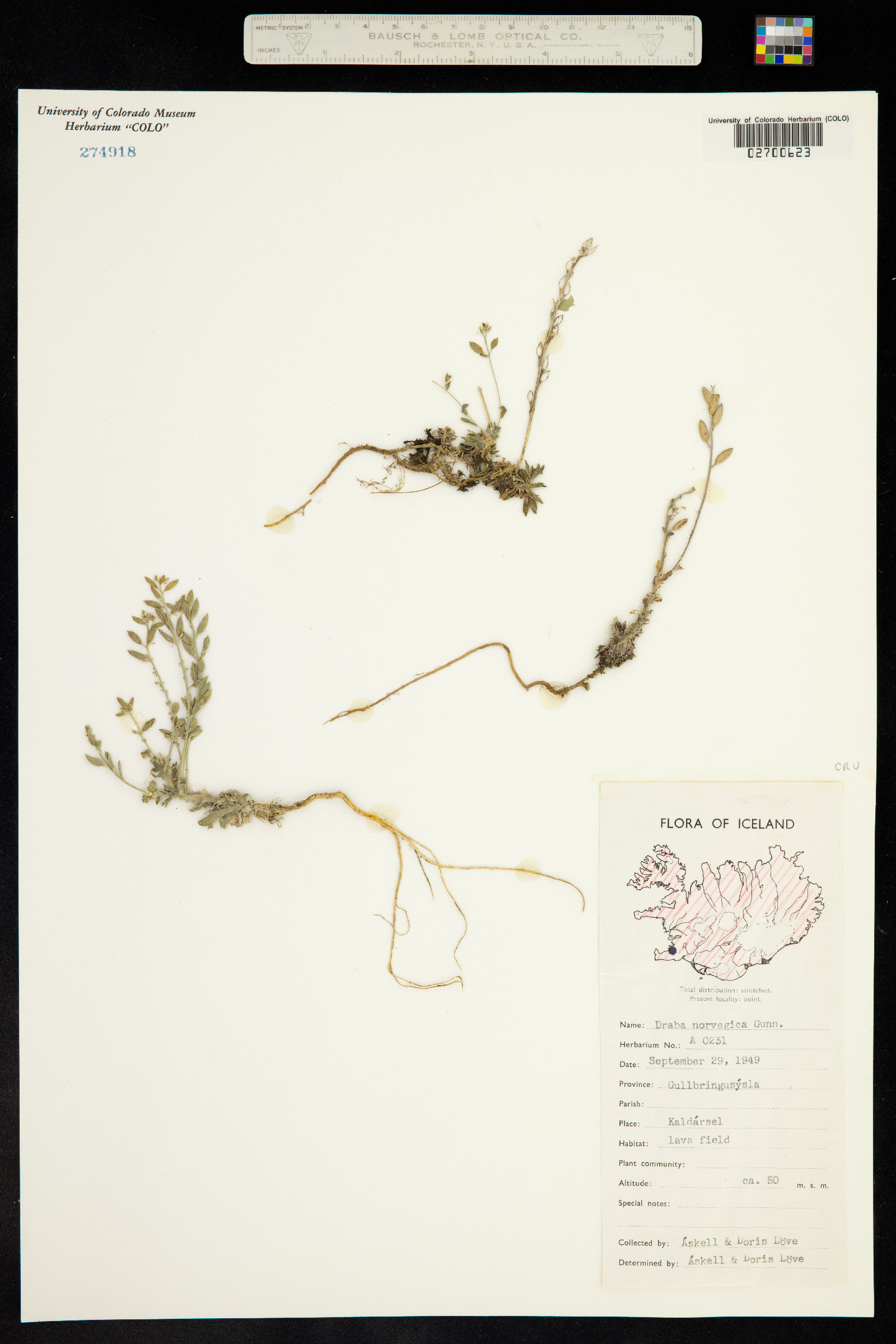 Draba norvegica image