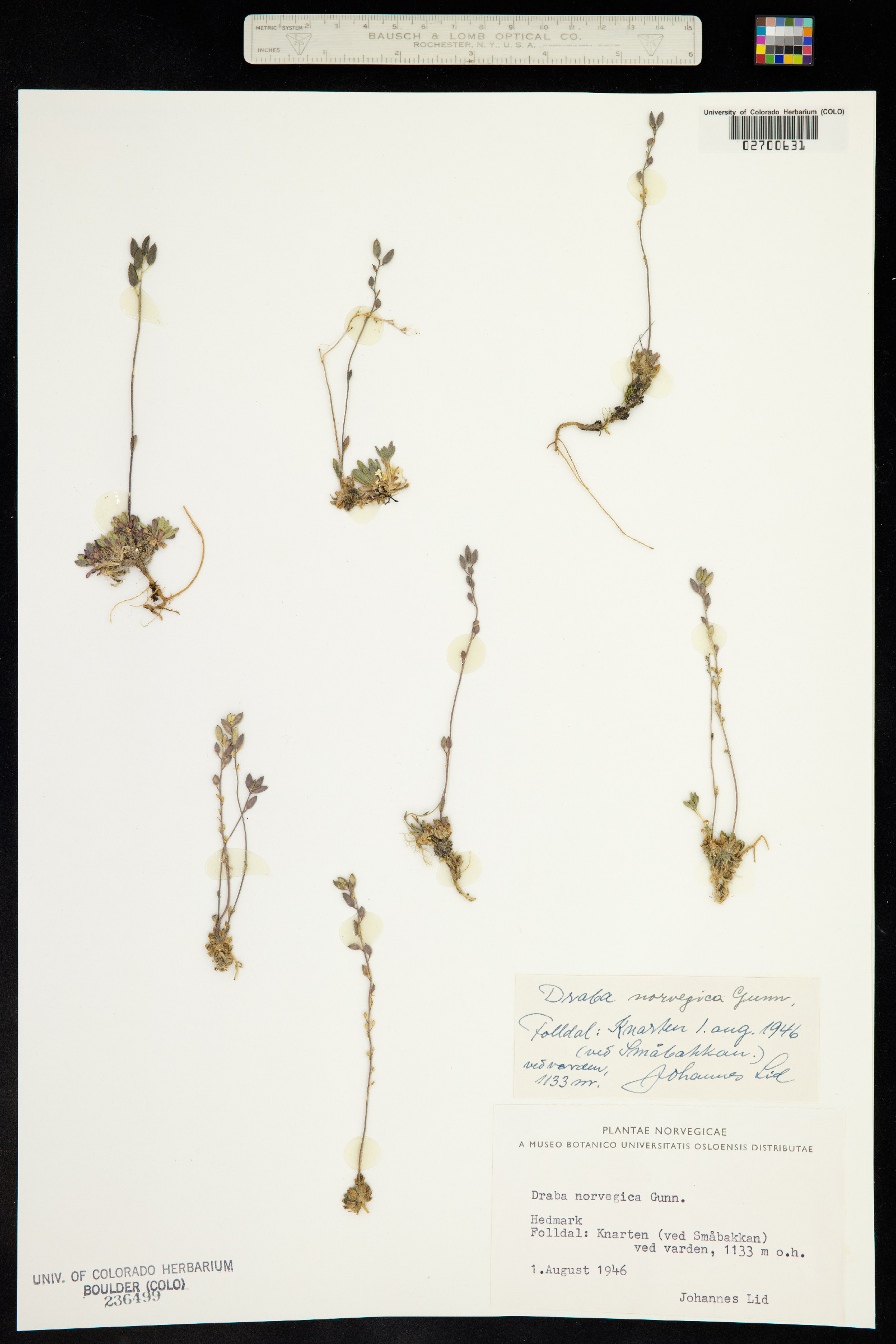 Draba norvegica image