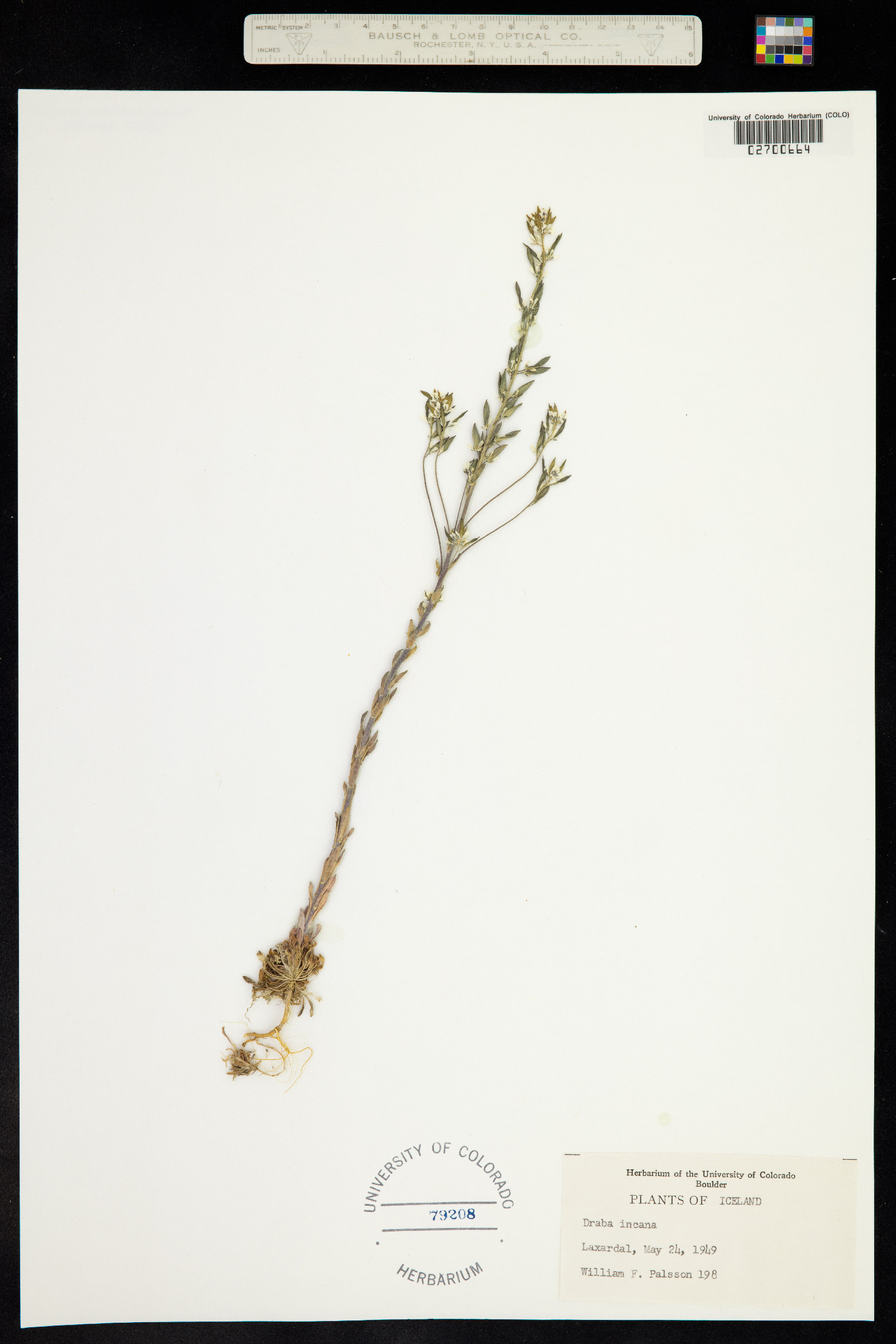 Draba incana image