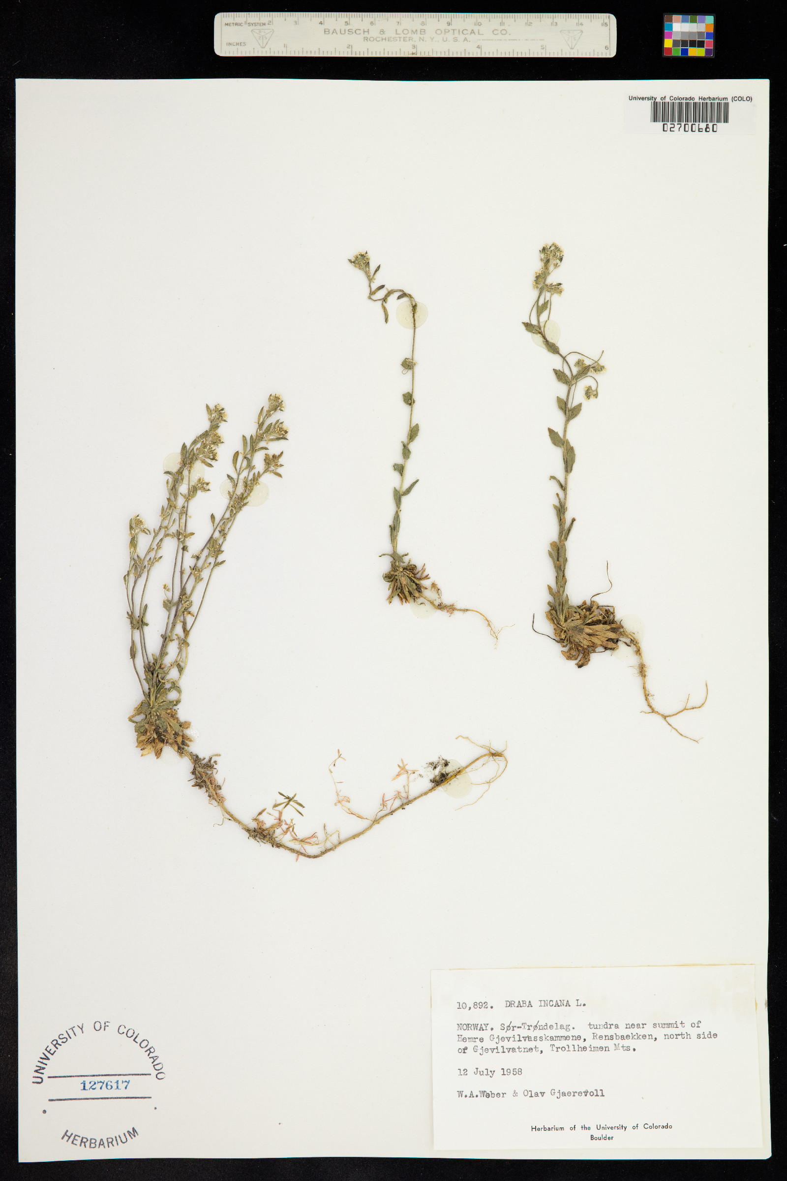Draba incana image
