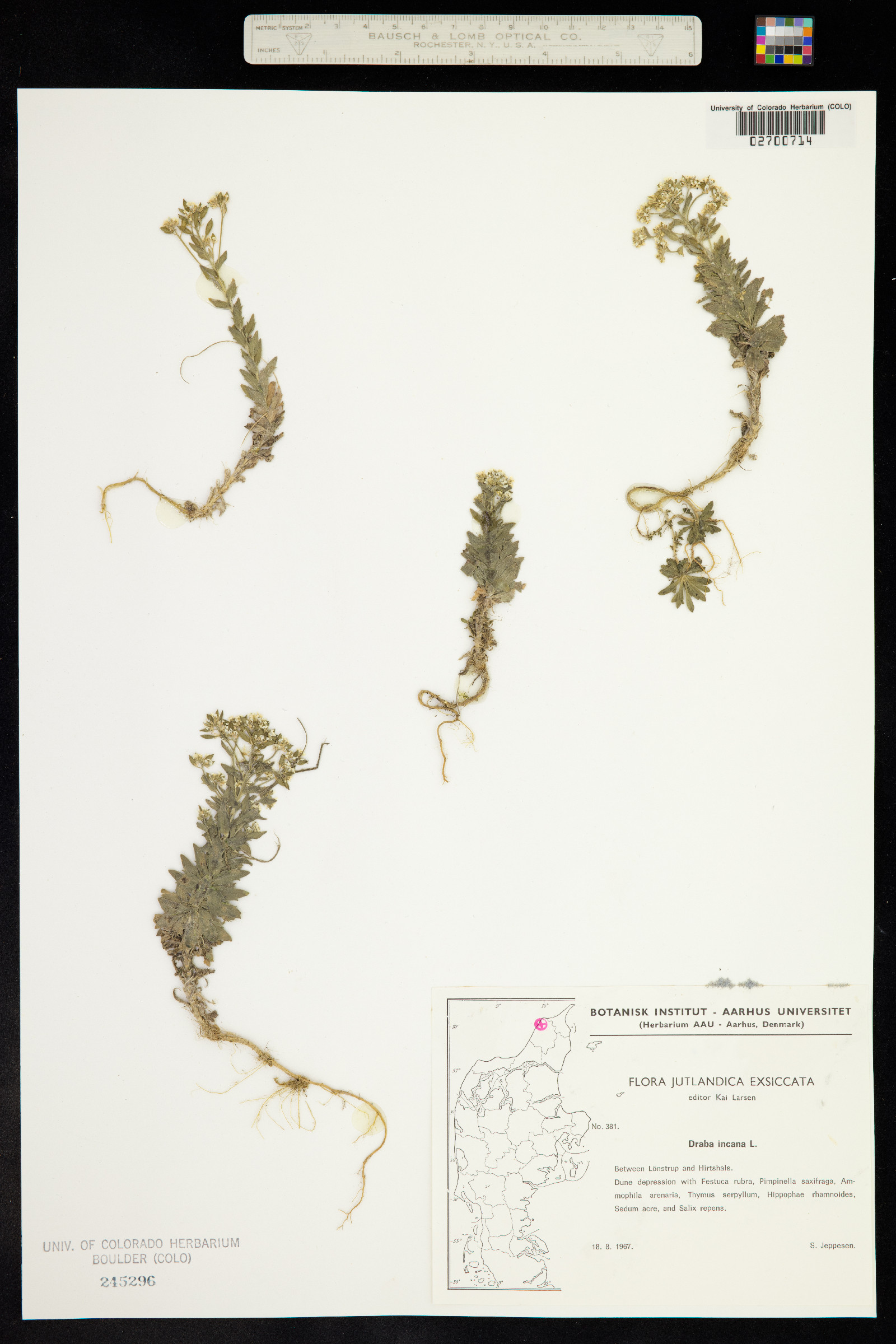 Draba incana image