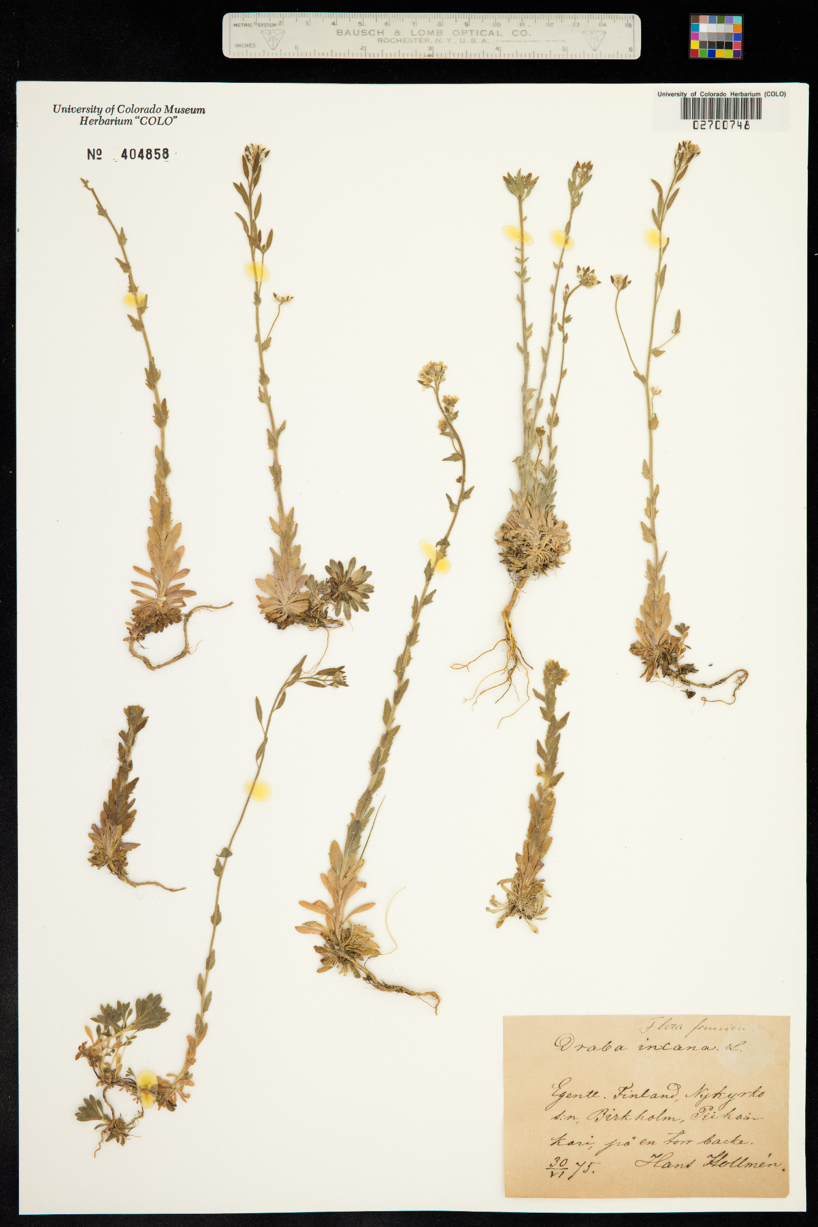 Draba incana image