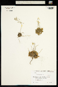 Draba hispida image