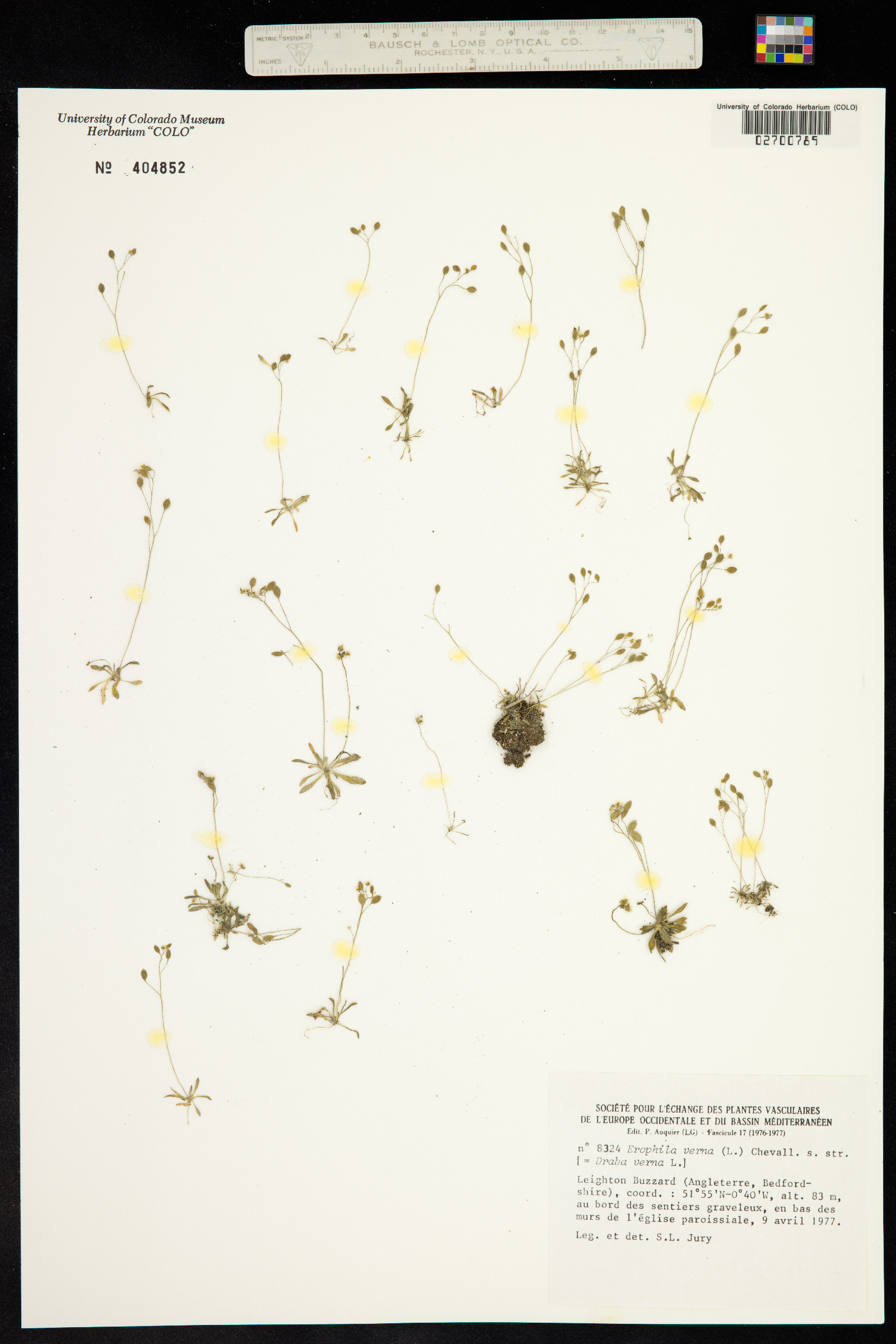 Draba verna image