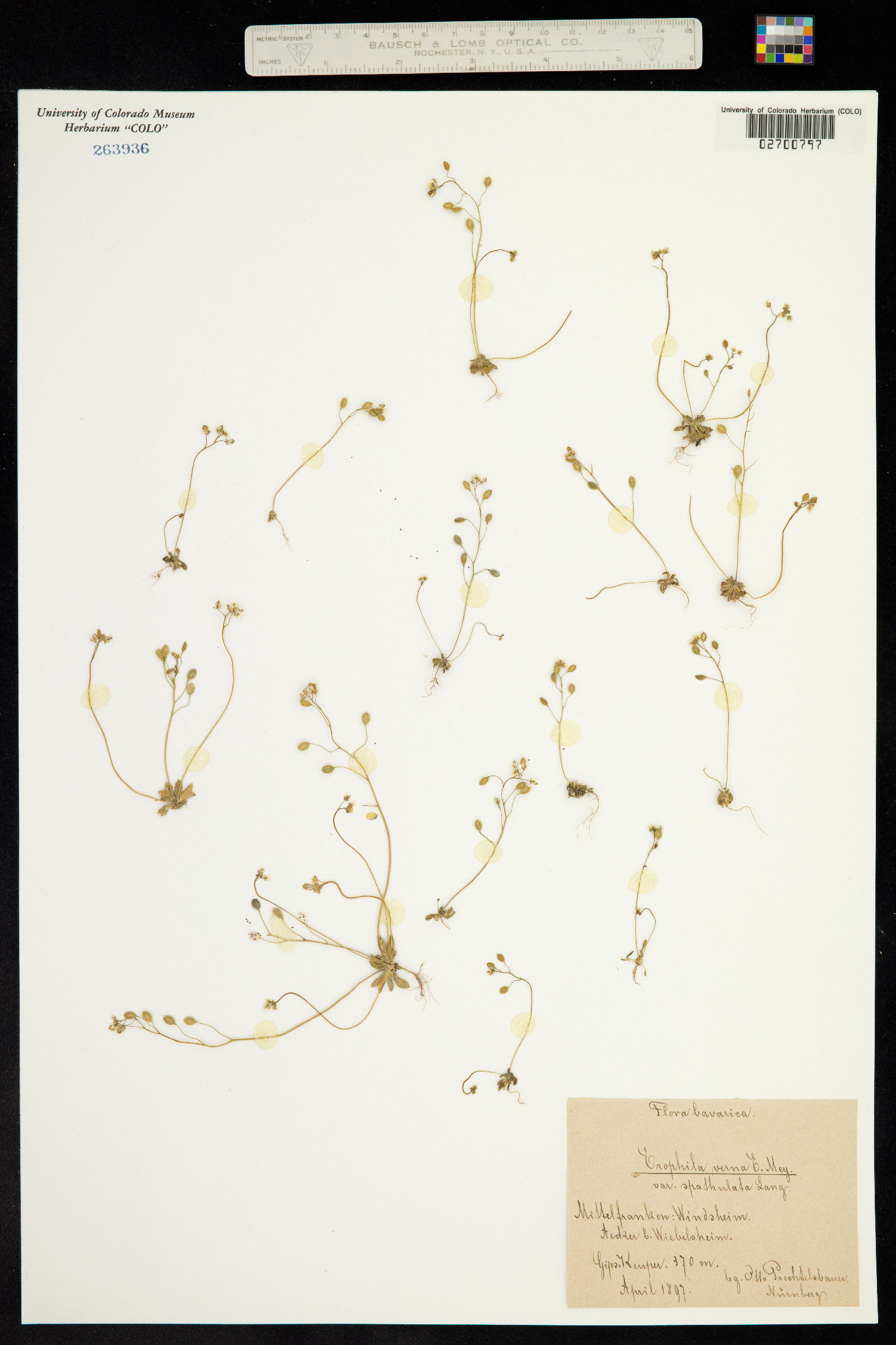 Draba verna image