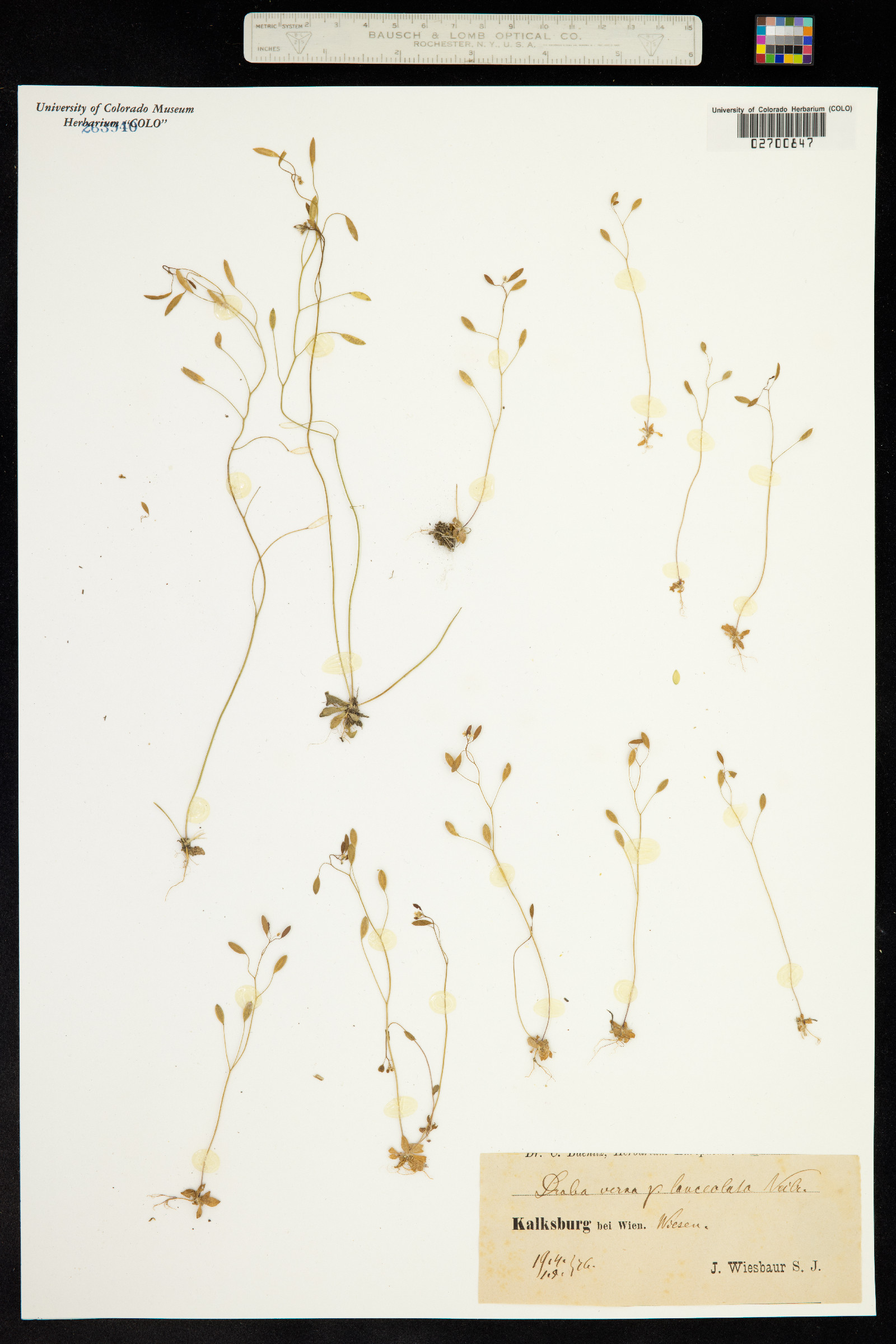 Draba verna image