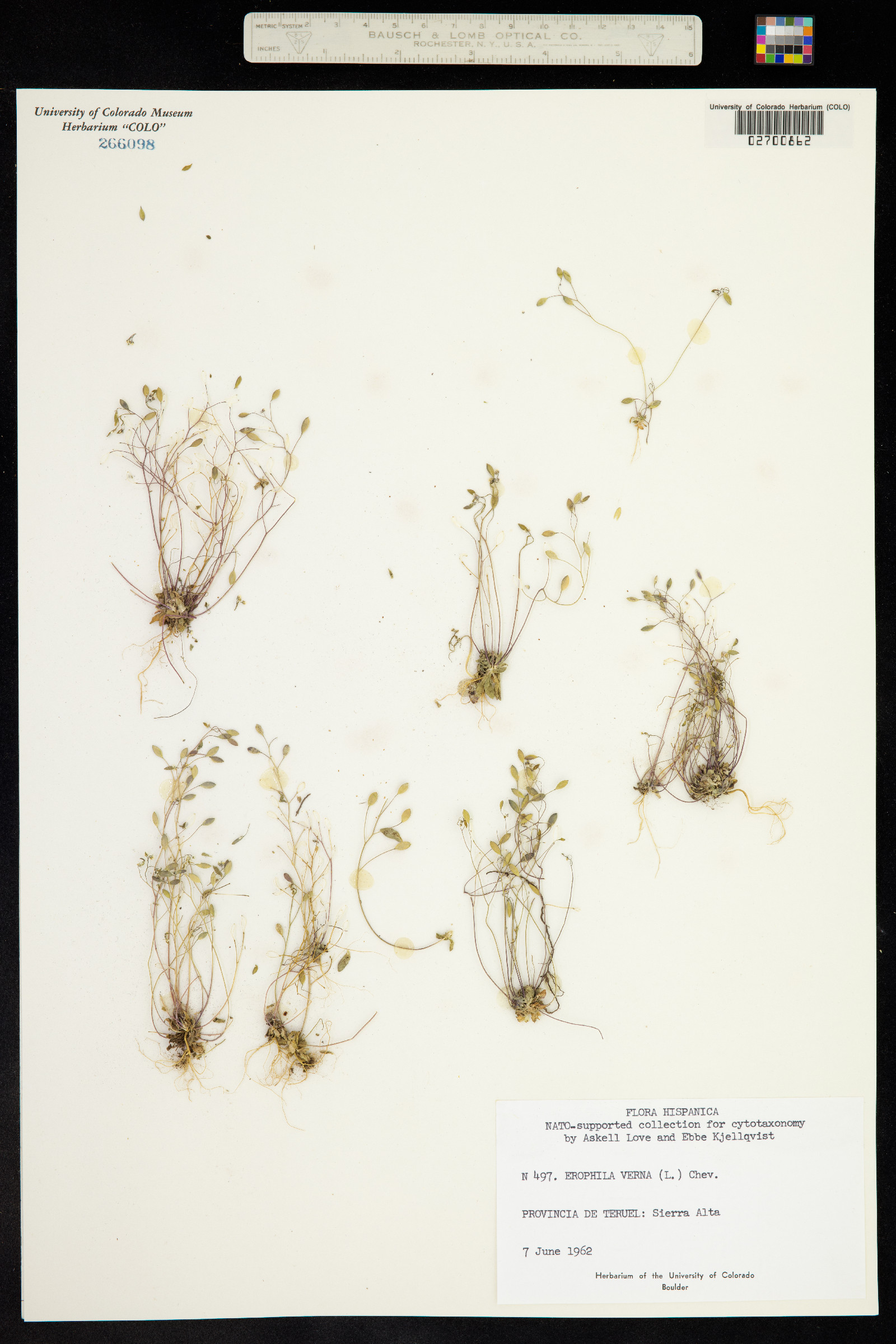 Draba verna image