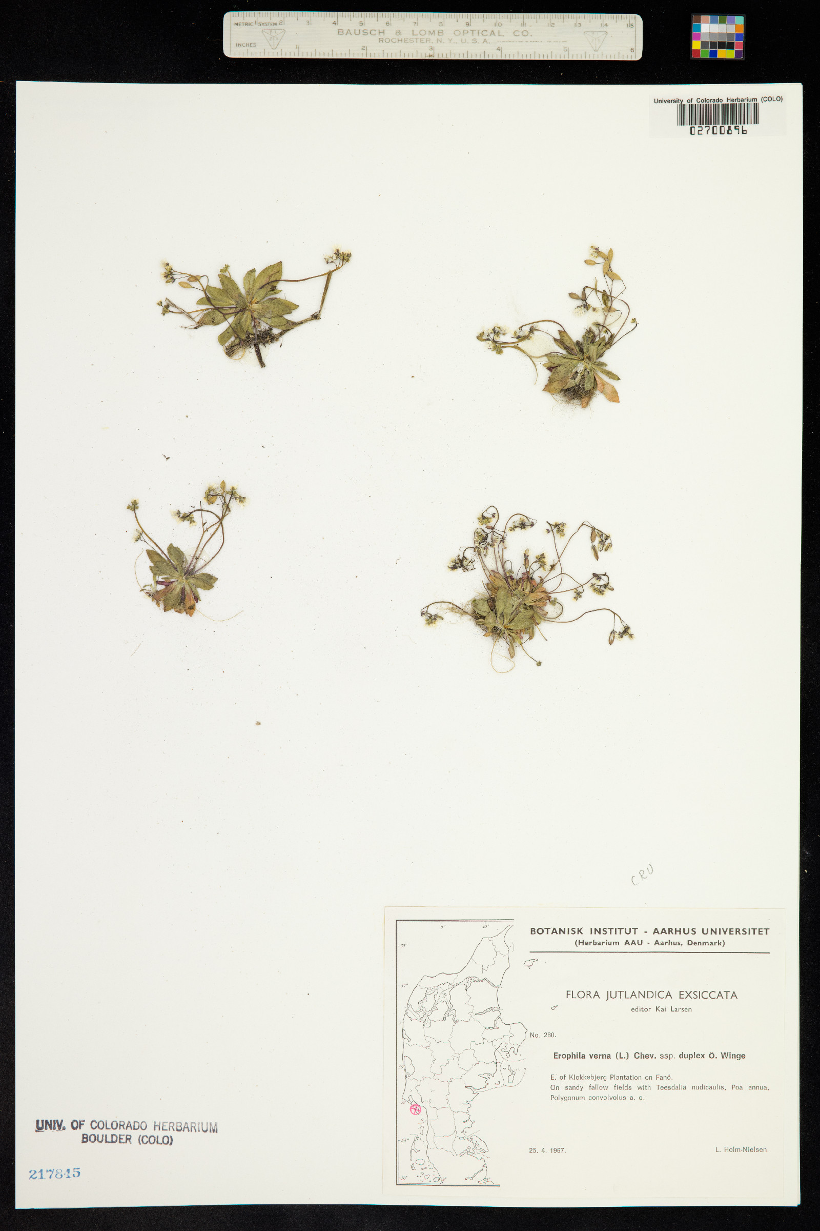 Draba verna image