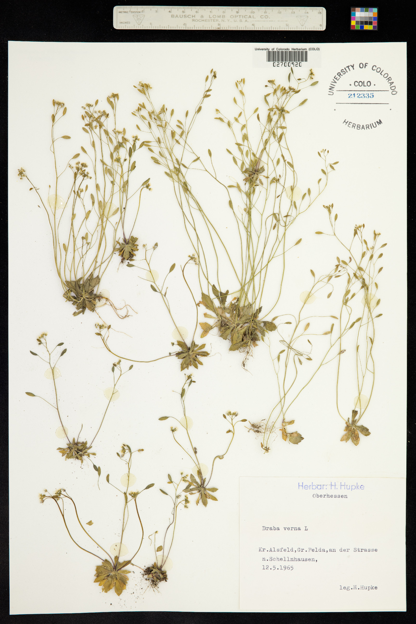 Draba verna image