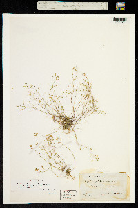 Erophila verna image