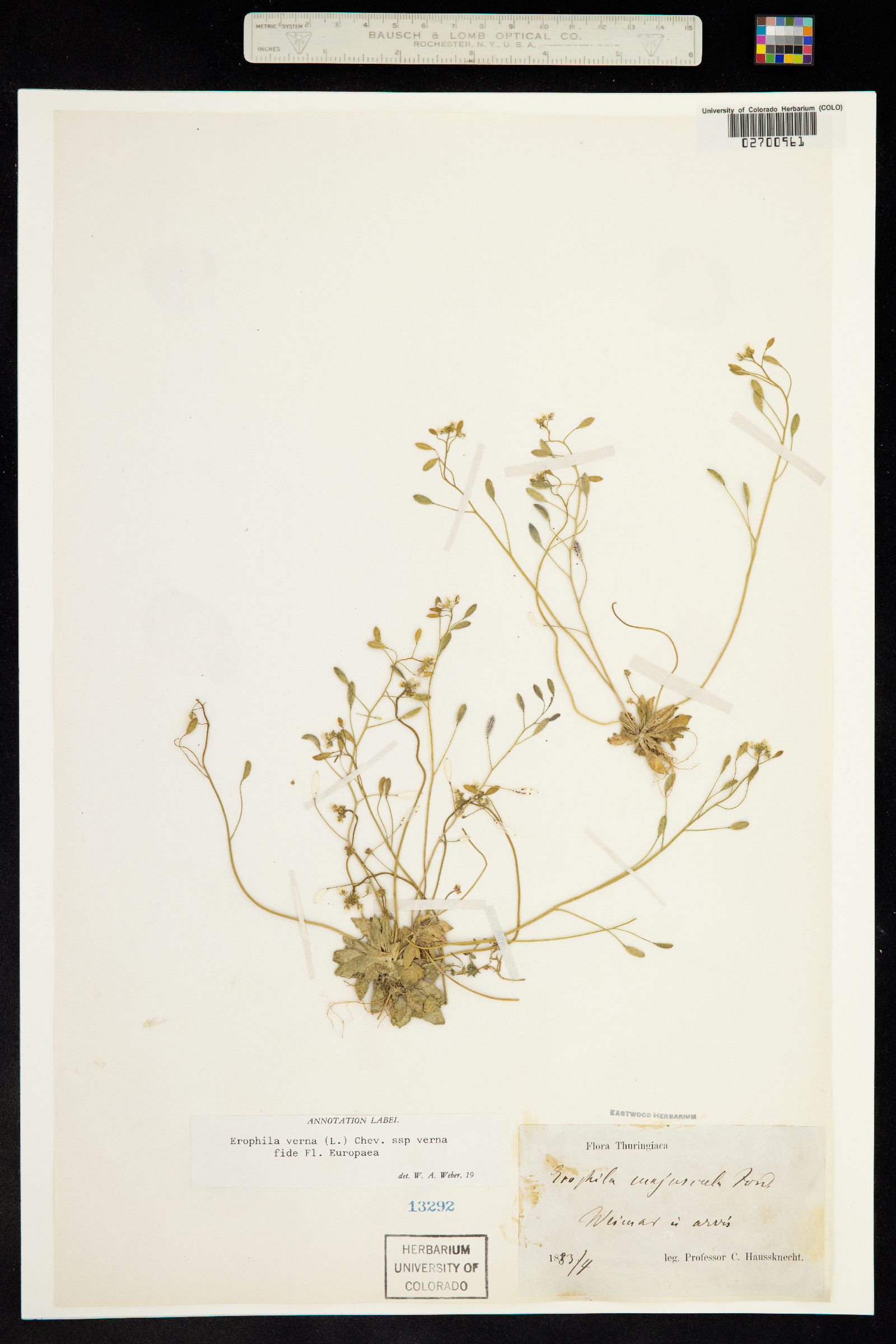 Erophila verna image