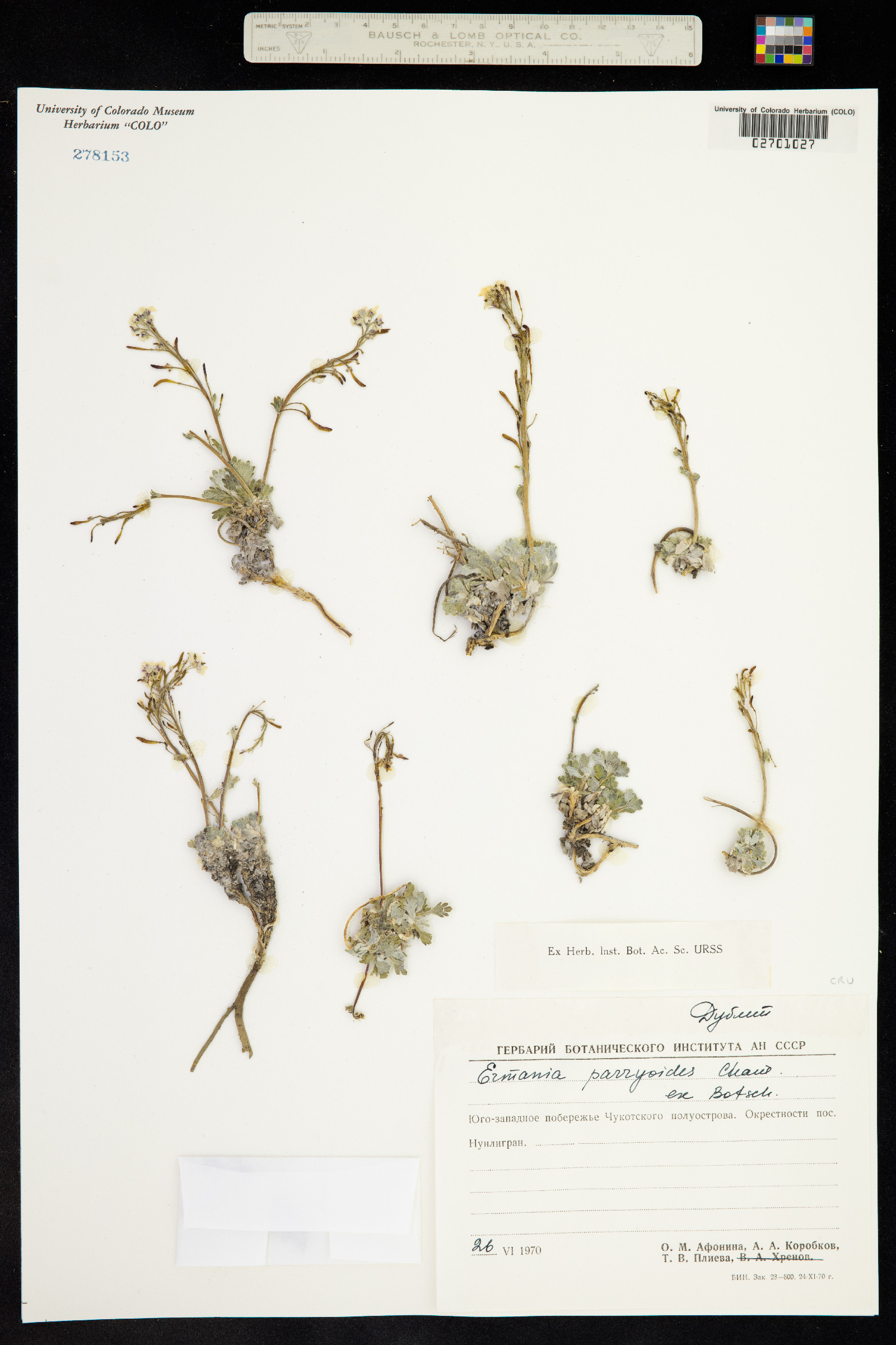 Smelowskia parryoides image