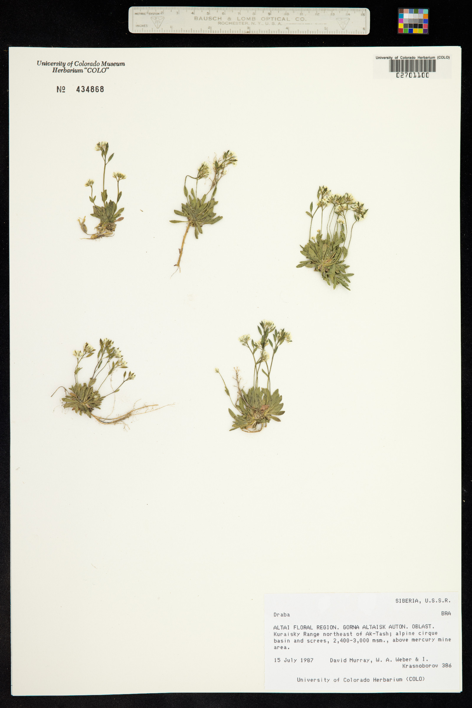 Draba image