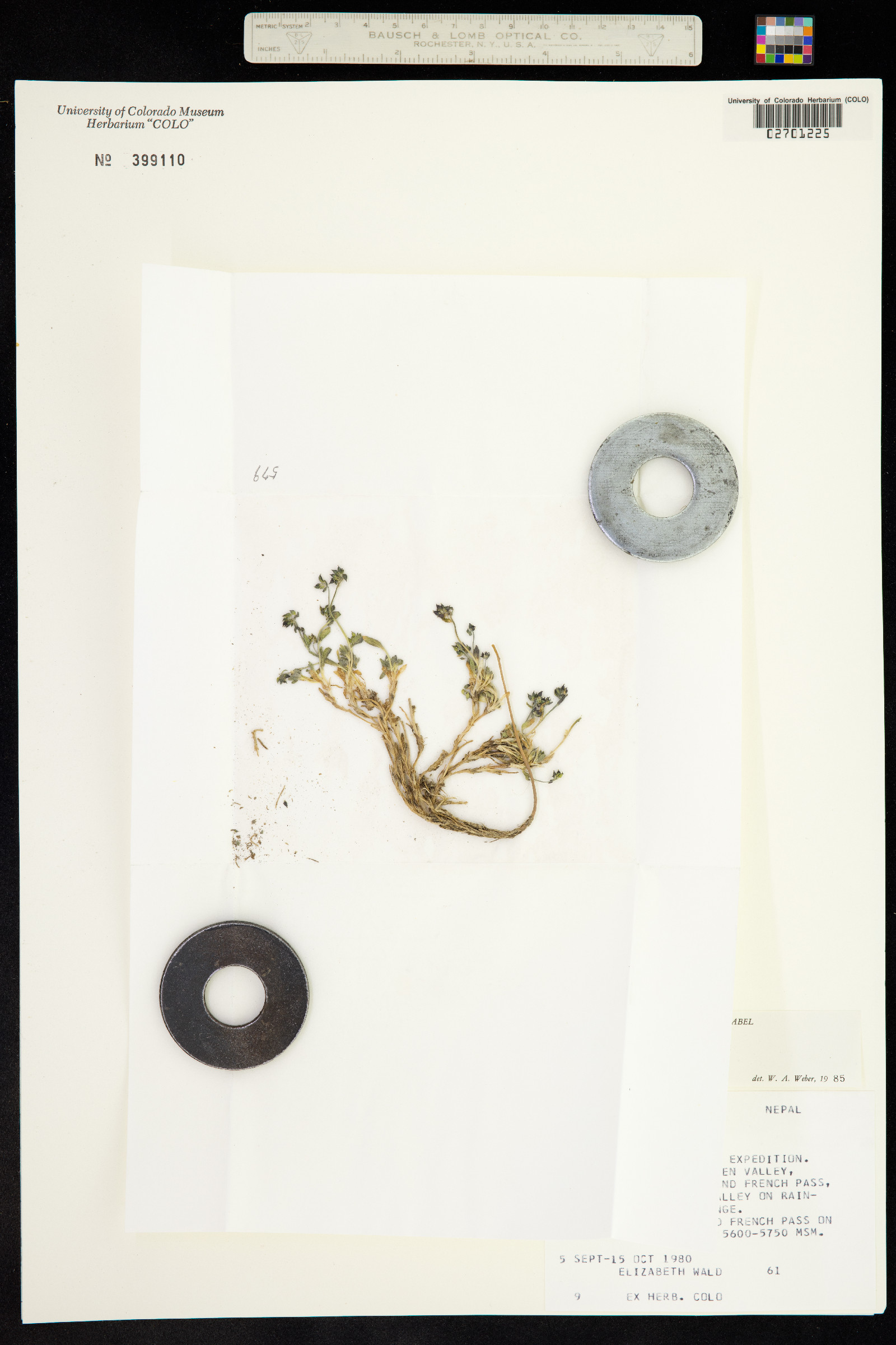 Draba image