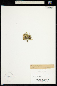 Image of Petrocallis pyrenaica