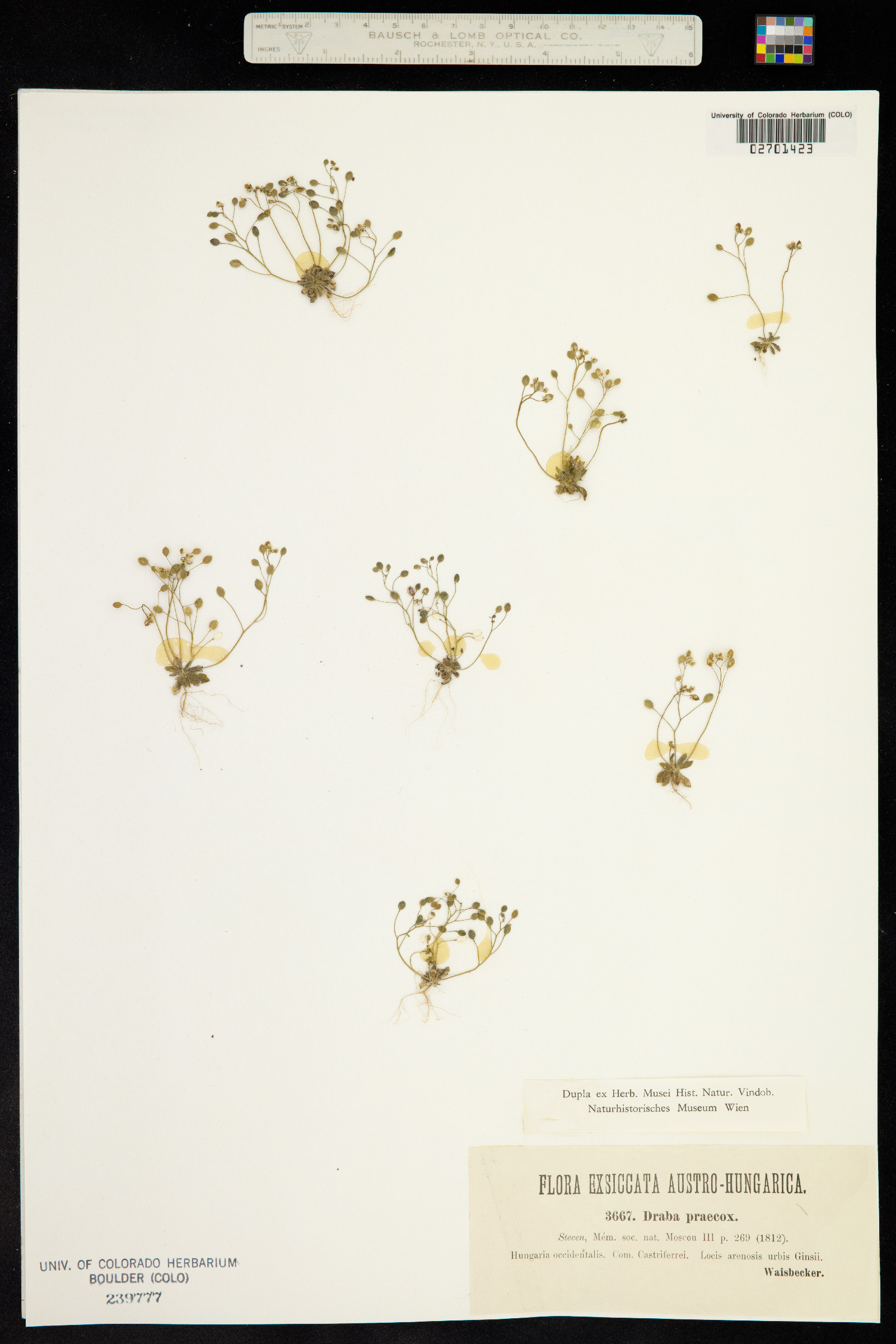 Draba praecox image