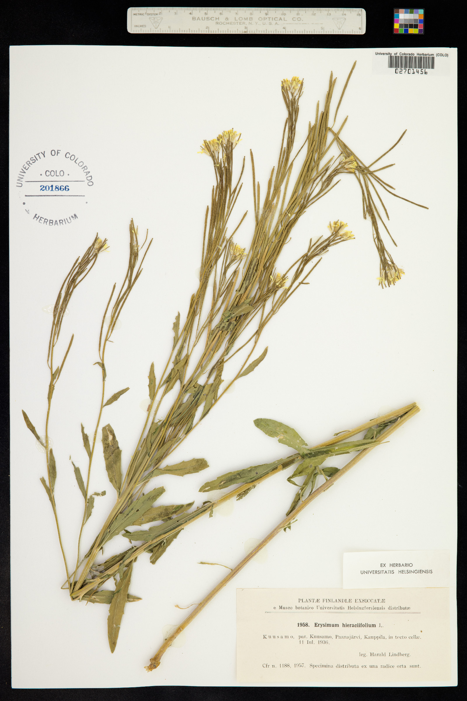 Erysimum hieracifolium image