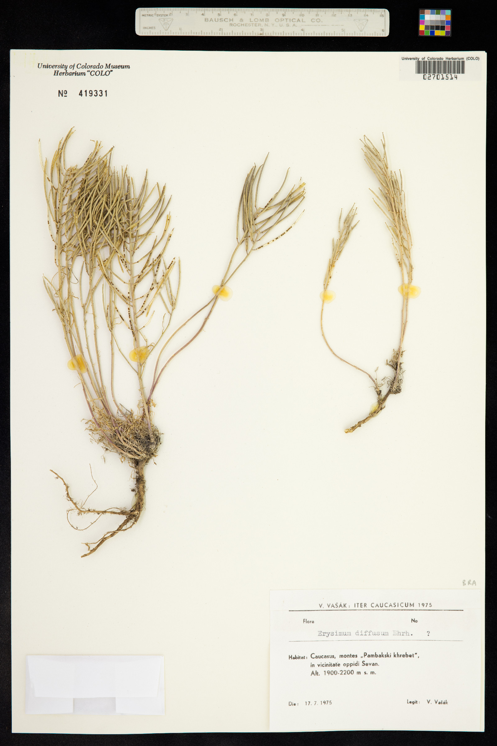 Erysimum diffusum image